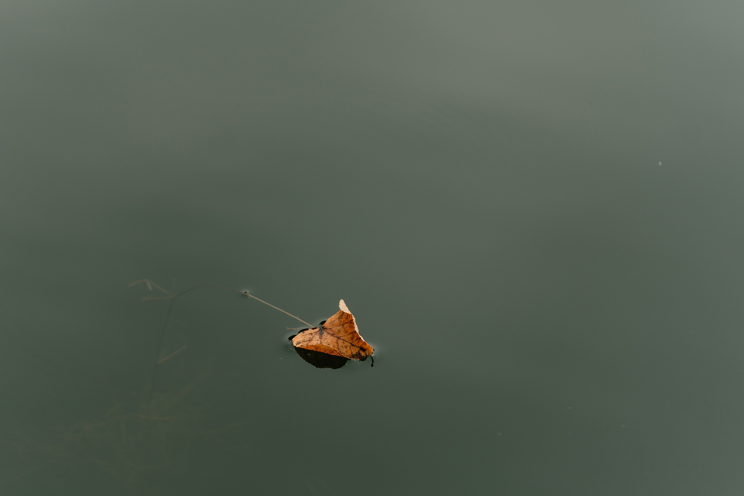Свадьба Николай Диана. Свадебный Фотограф Казань Челны