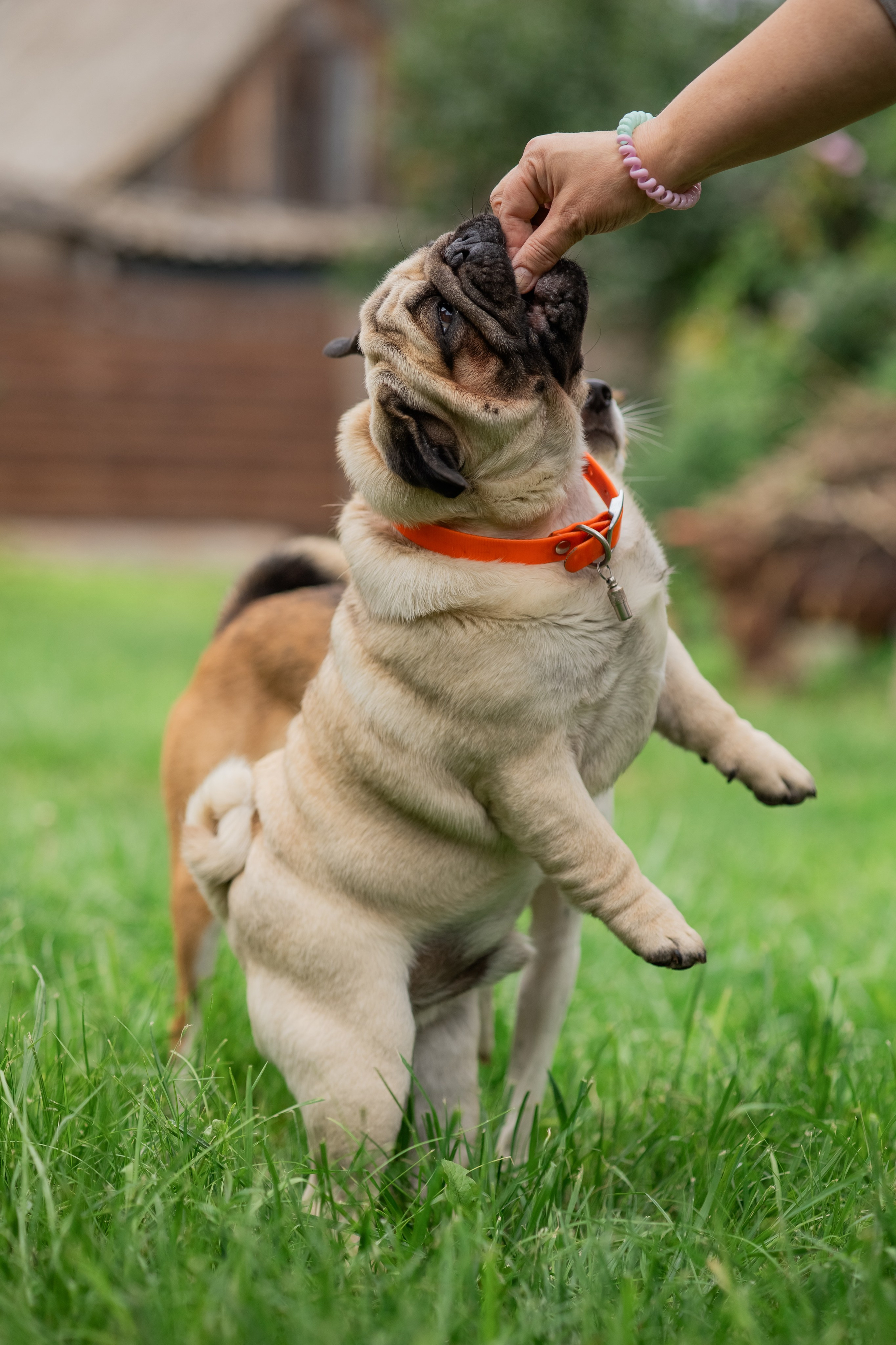 Сёма и Жужа. Август. Фотограф Яна Матвеева в Ижевске