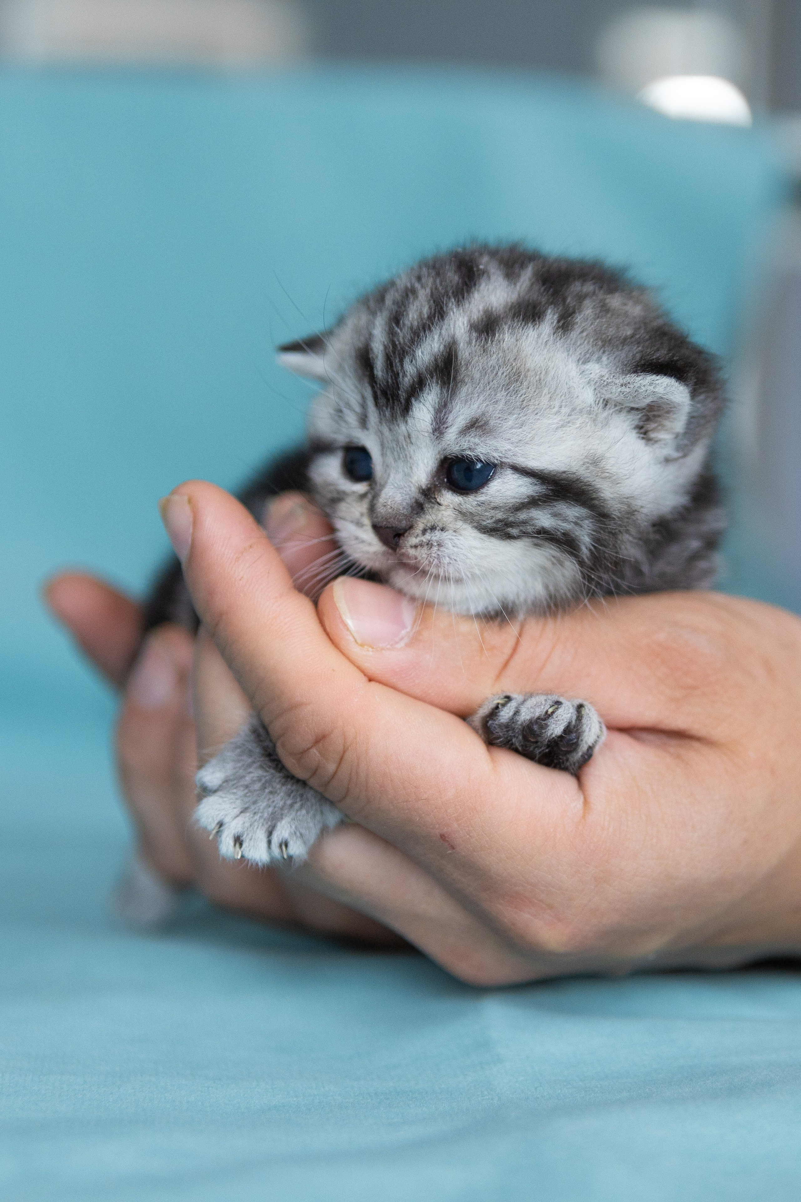 Котята. Фотограф Яна Матвеева в Ижевске