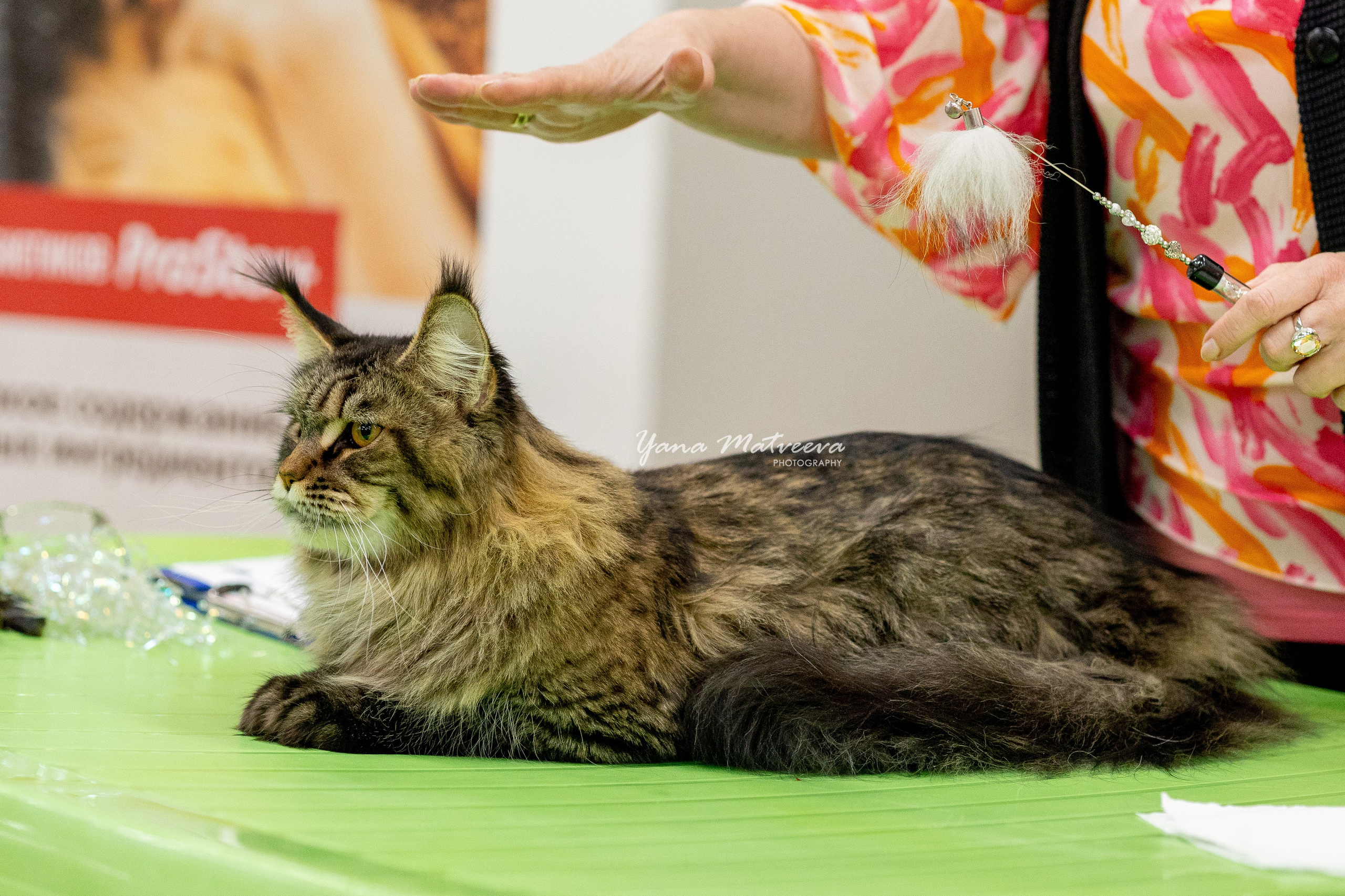Кошки. Фотограф Яна Матвеева в Ижевске