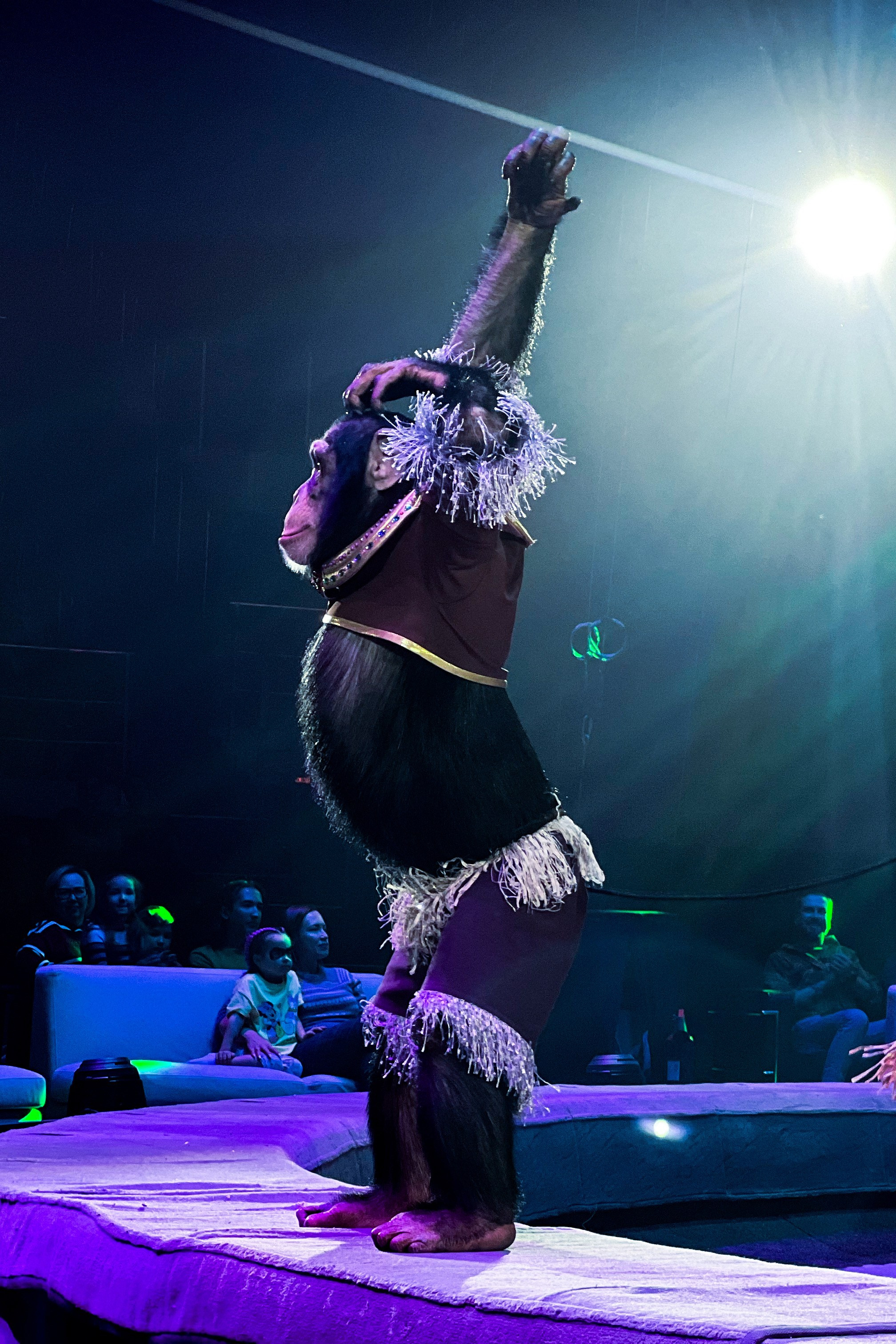 Цирк Братьев Запашных. Фотограф и видеограф Евгений Романов Санкт-Петербург