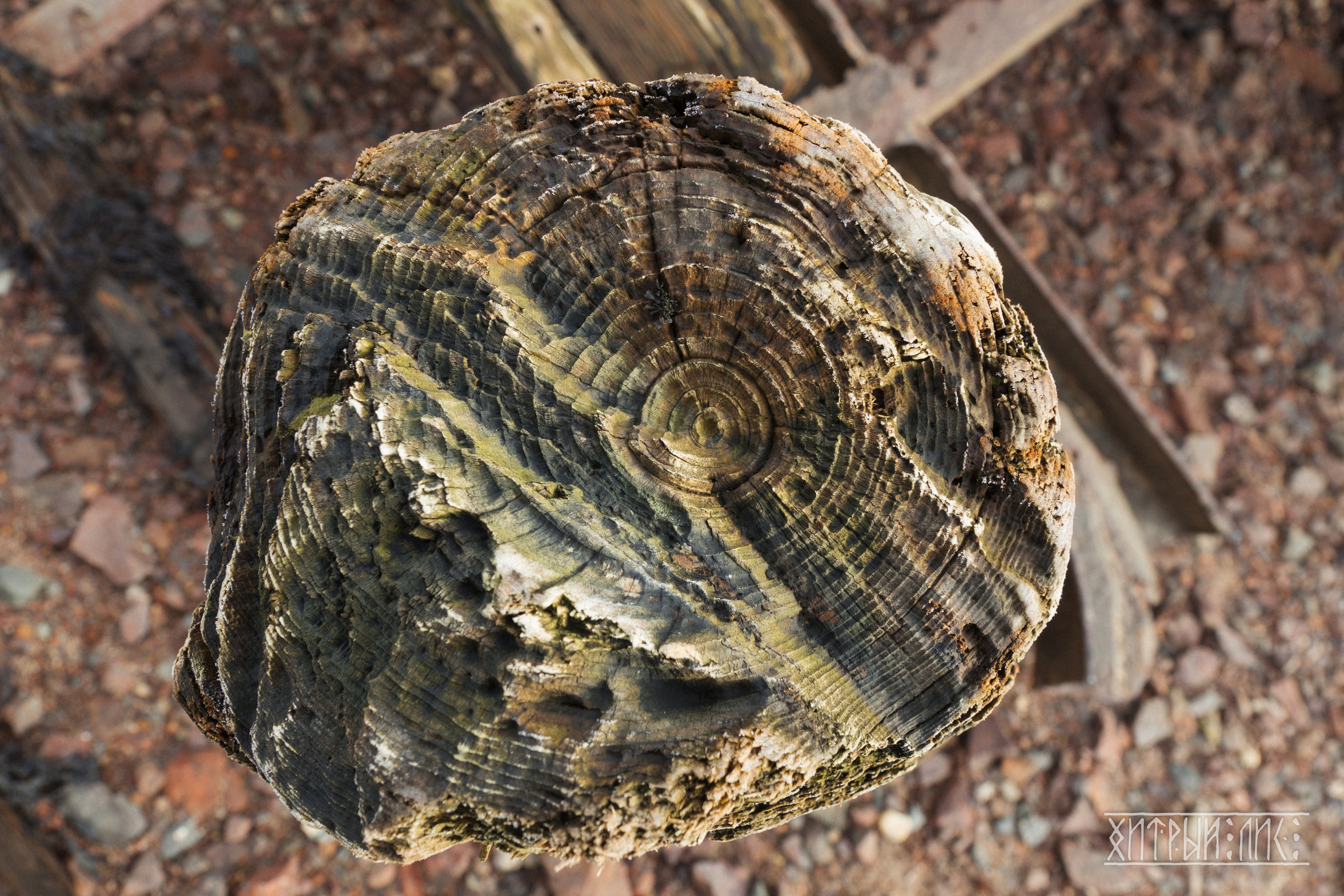 Мурманская обл. Фотограф-путешественник Самойлов Максим «Sly Fox»