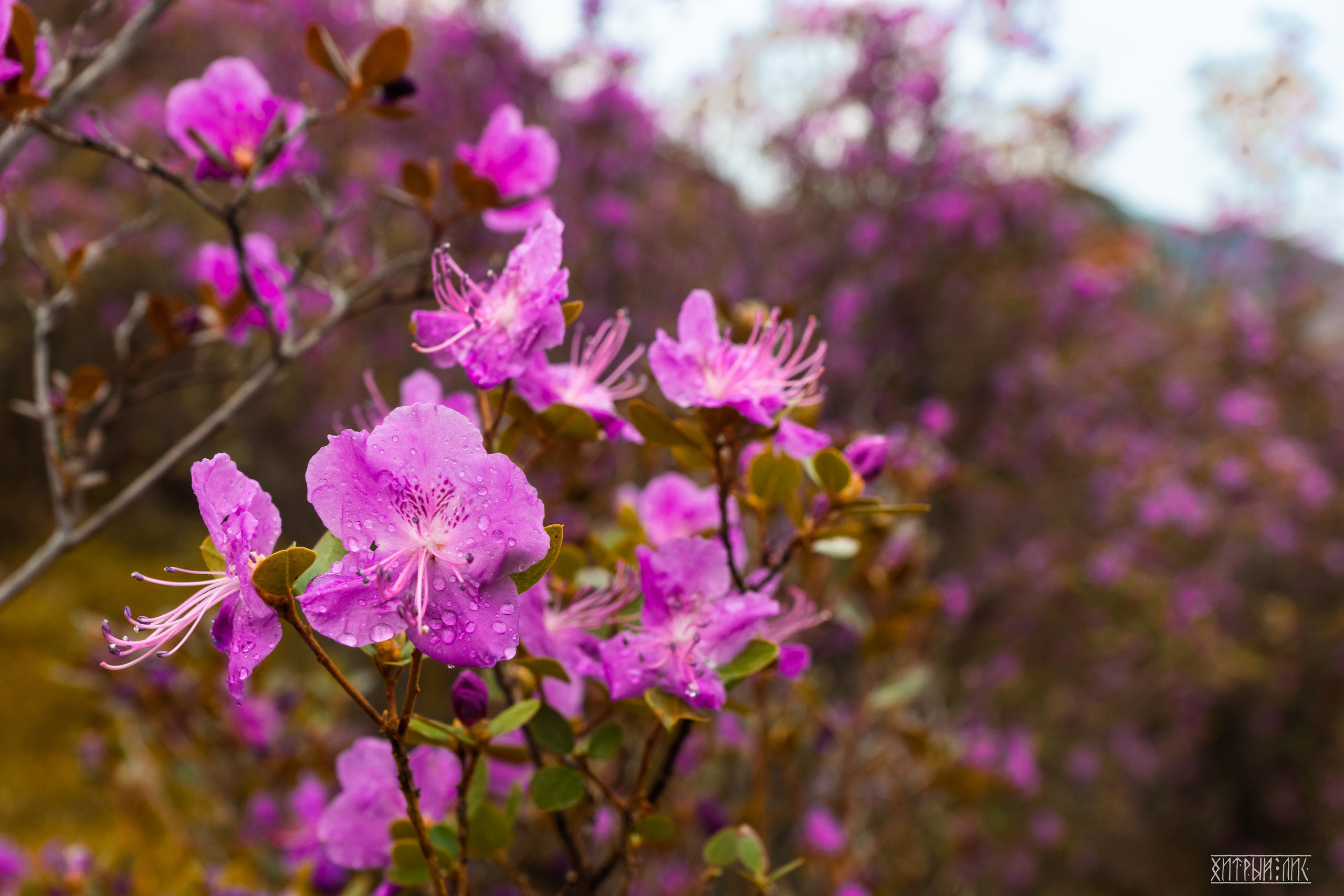 Алтай. Фотограф-путешественник Самойлов Максим «Sly Fox»