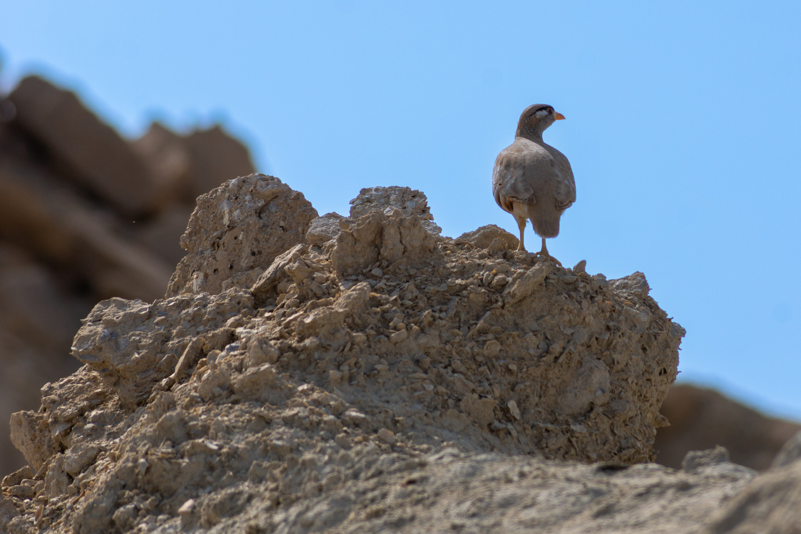 Иран. Фотограф-путешественник Самойлов Максим «Sly Fox»