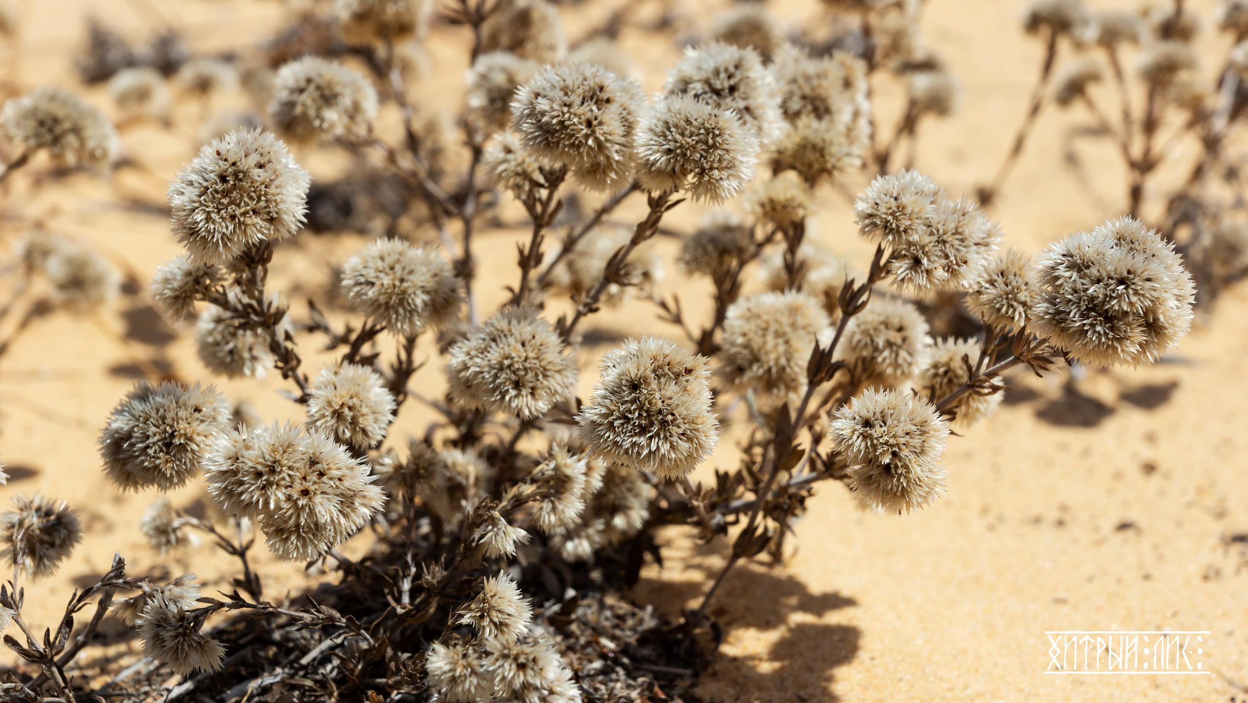 Вьетнам. Фотограф-путешественник Самойлов Максим «Sly Fox»