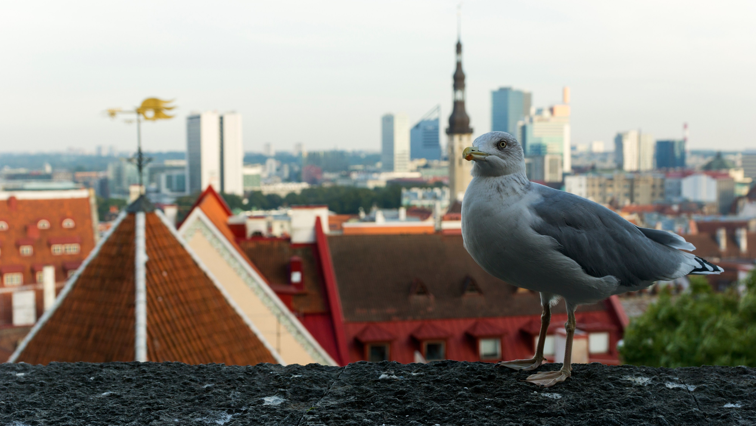 Таллин. Фотограф-путешественник Самойлов Максим «Sly Fox»