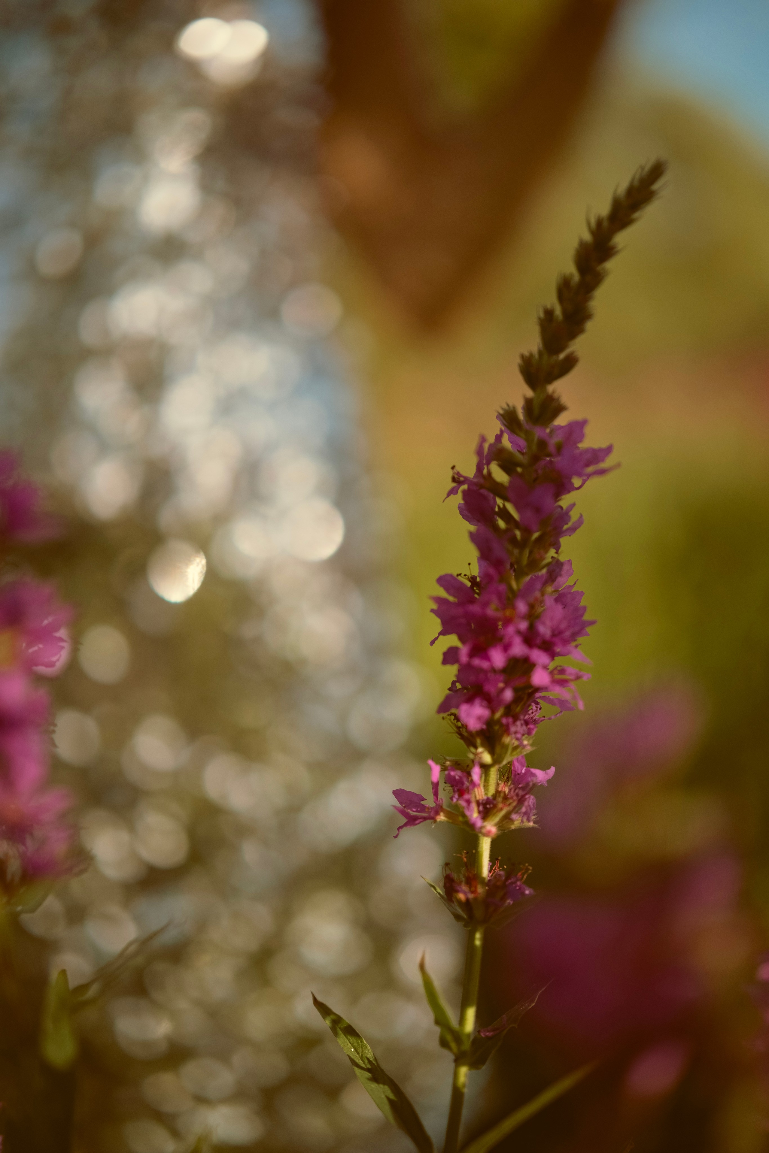 Фотограф Олеся Кавлакан