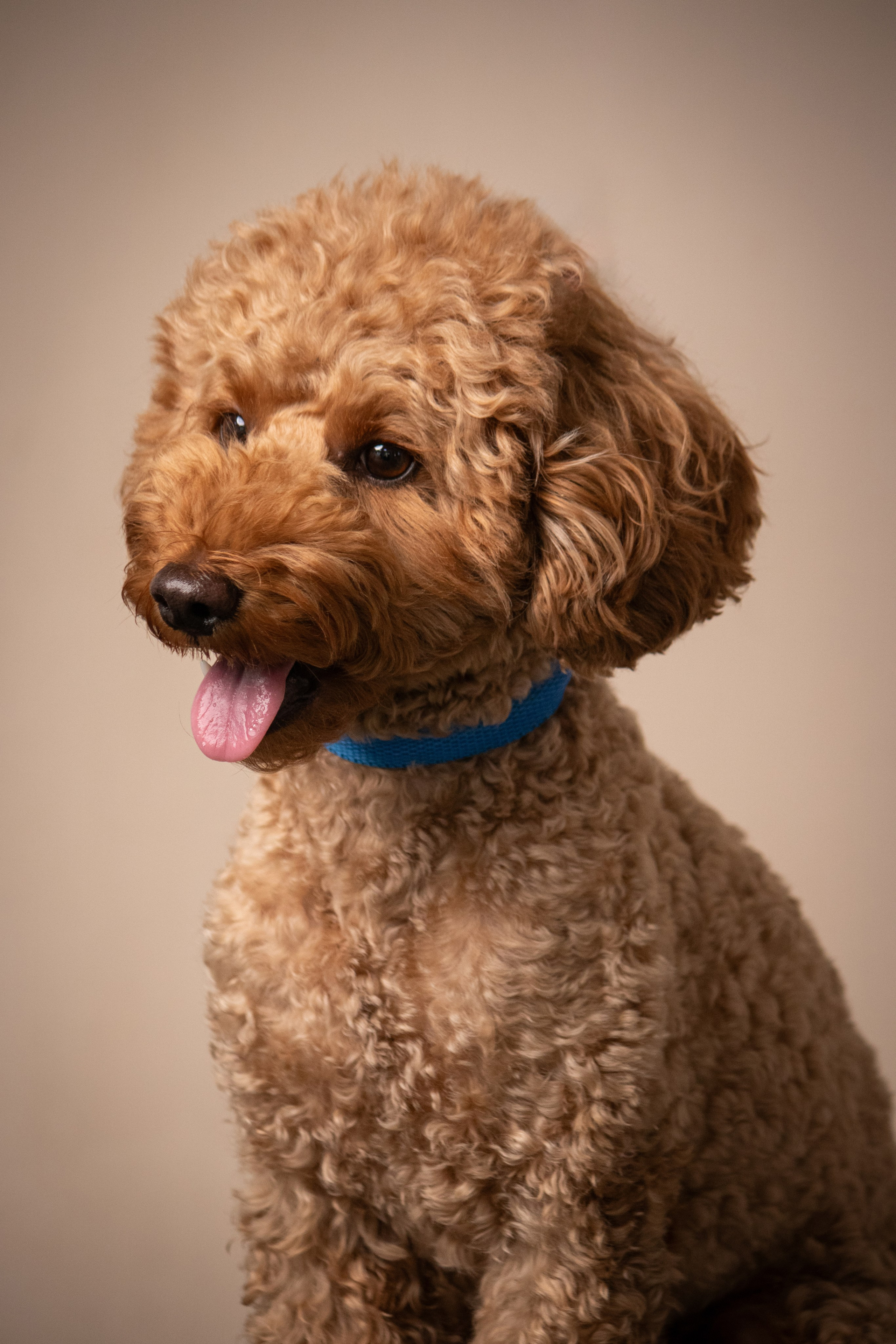MOS`KA groom | Стрижки кошек и собак | НН. Фотограф в Нижнем Новгороде Екатерина Хисматулина