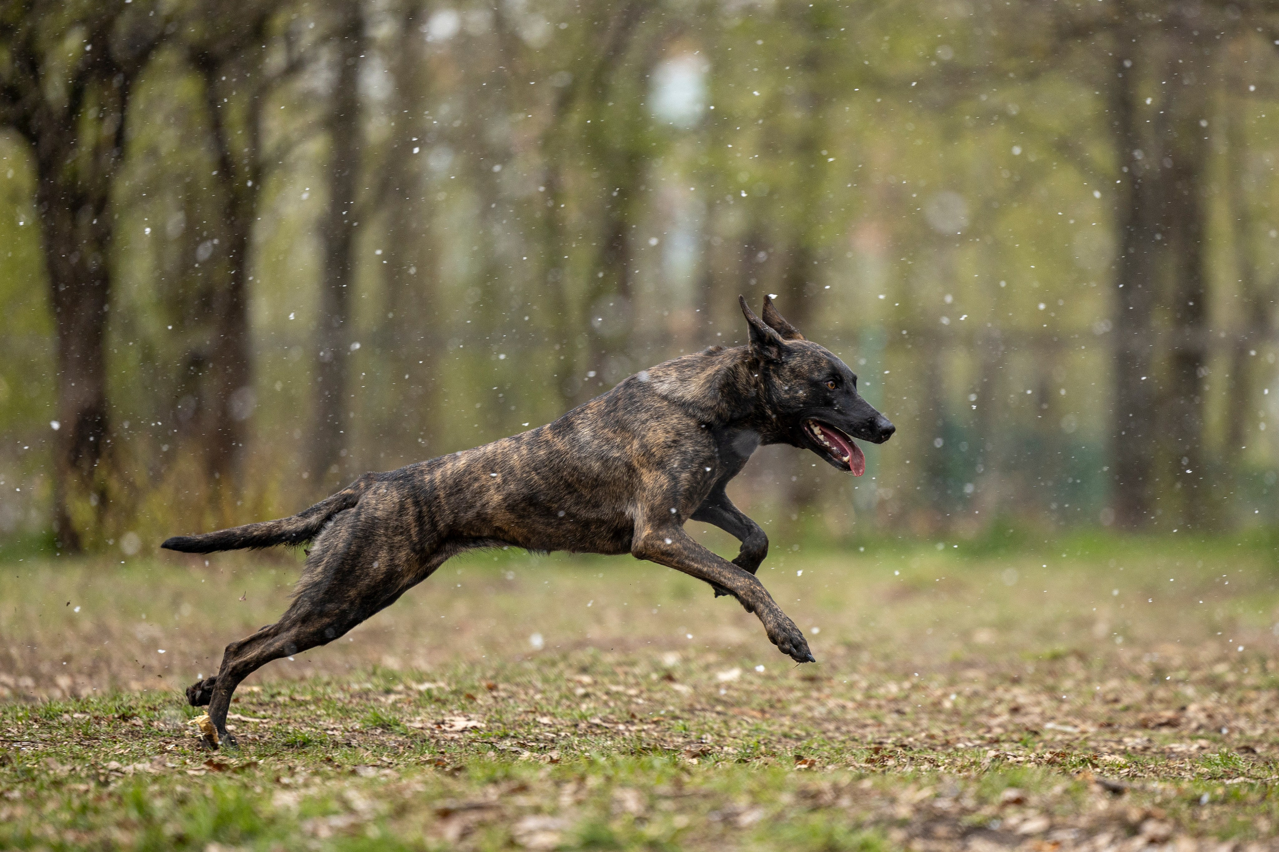 Квалификационные состязания по мондьорингу г. Вологда 11.05.24. Фотограф-анималист Анна Маринич
