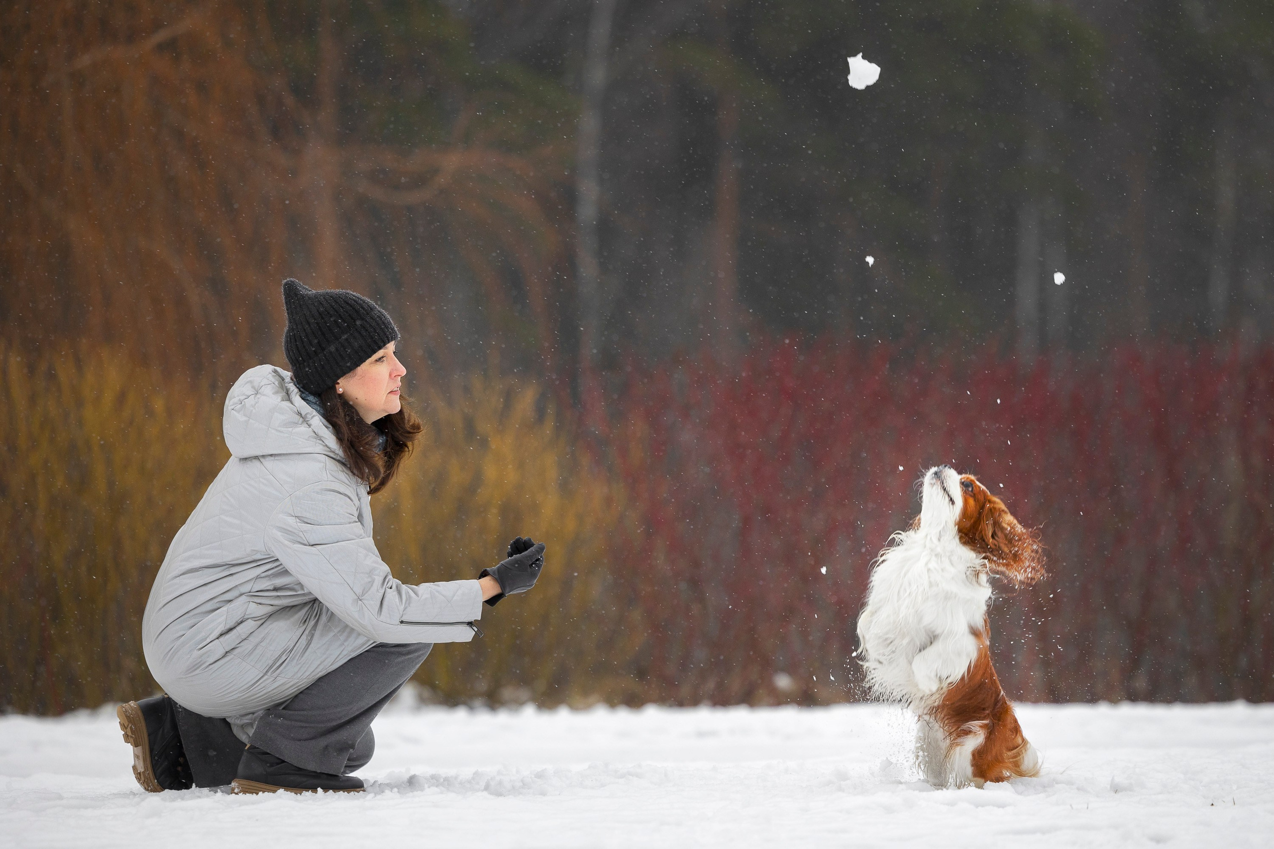 Кавалер Кинг Чарльз Спаниель и Людмила. Фотограф анималист, семейный фотограф, фотограф собак Комратова Мария. г. Москва