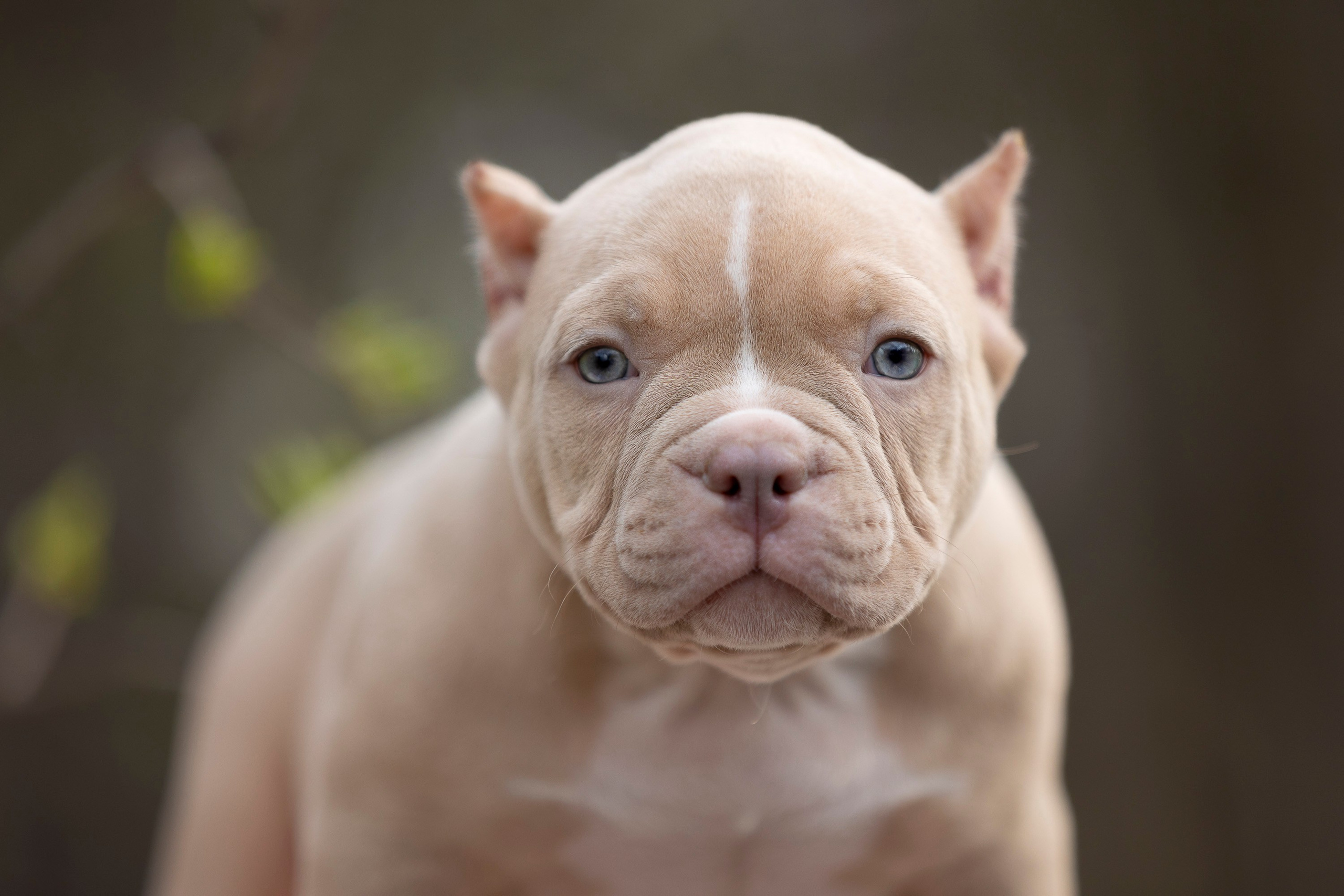 Американский Булли. Фотограф анималист, семейный фотограф, фотограф собак Комратова Мария. г. Москва