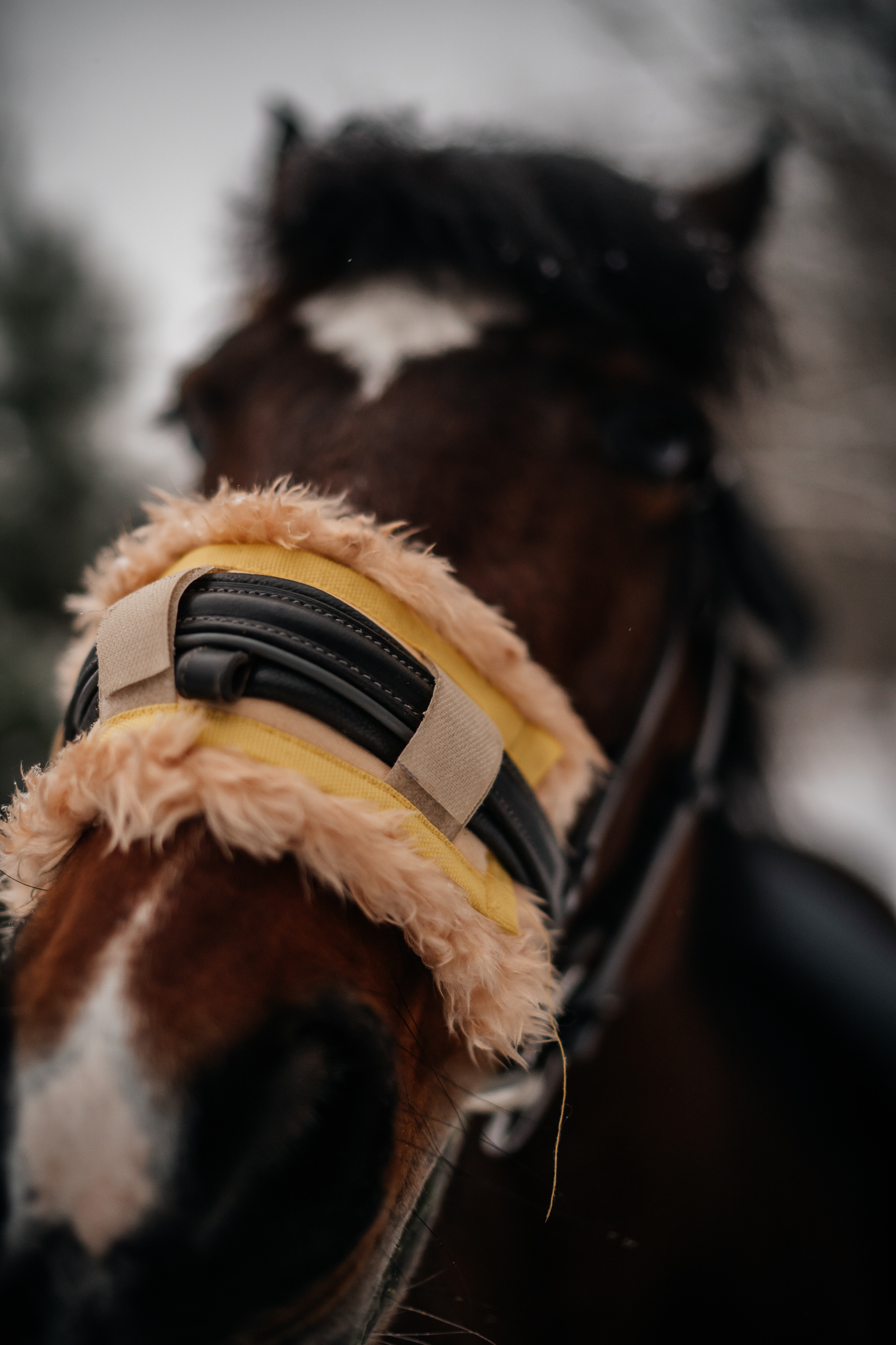 Семейные.Утренние.Лесные кадры. Искренний фотограф