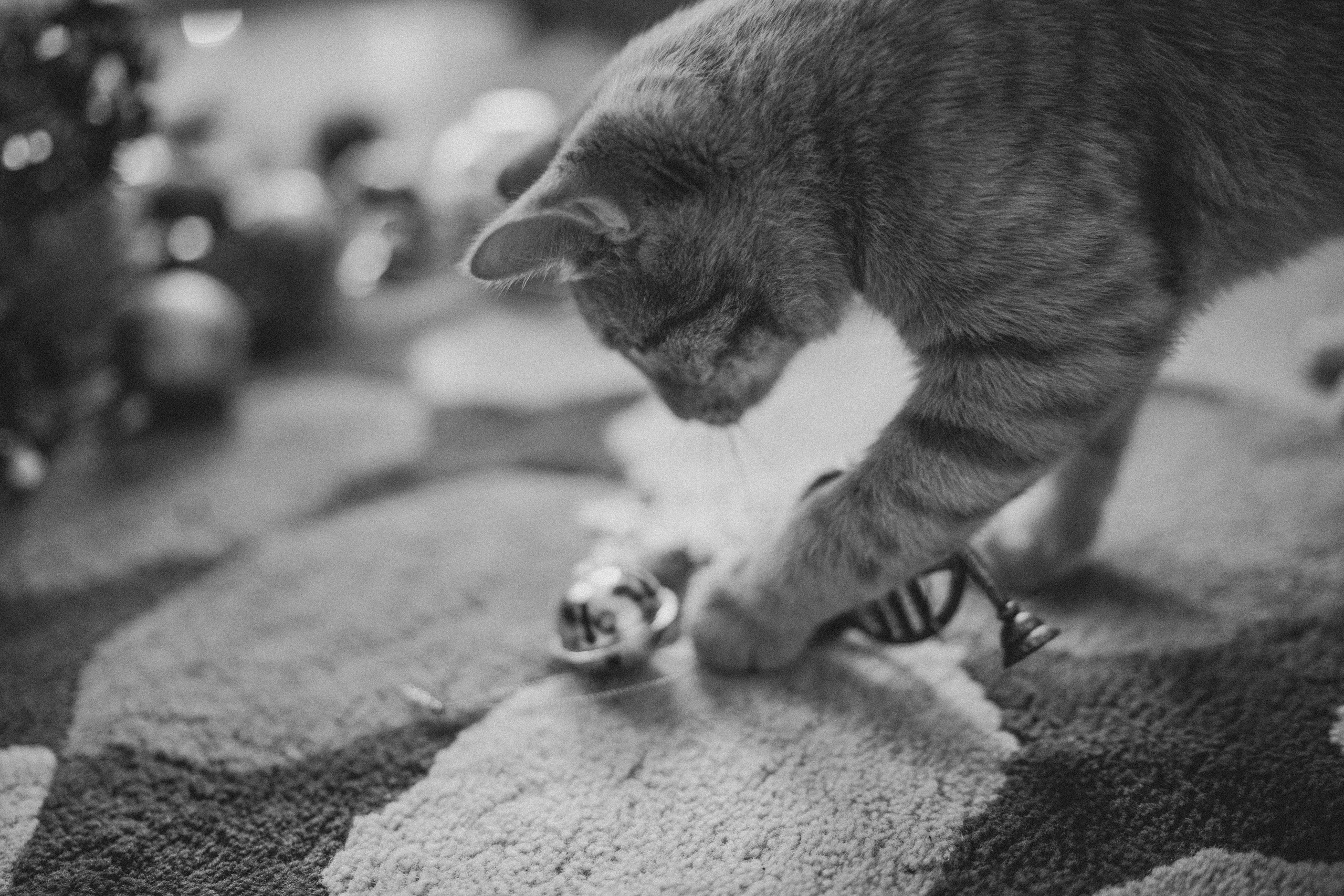 Таня, Вика и Алиса и кот Марс. Искренний фотограф