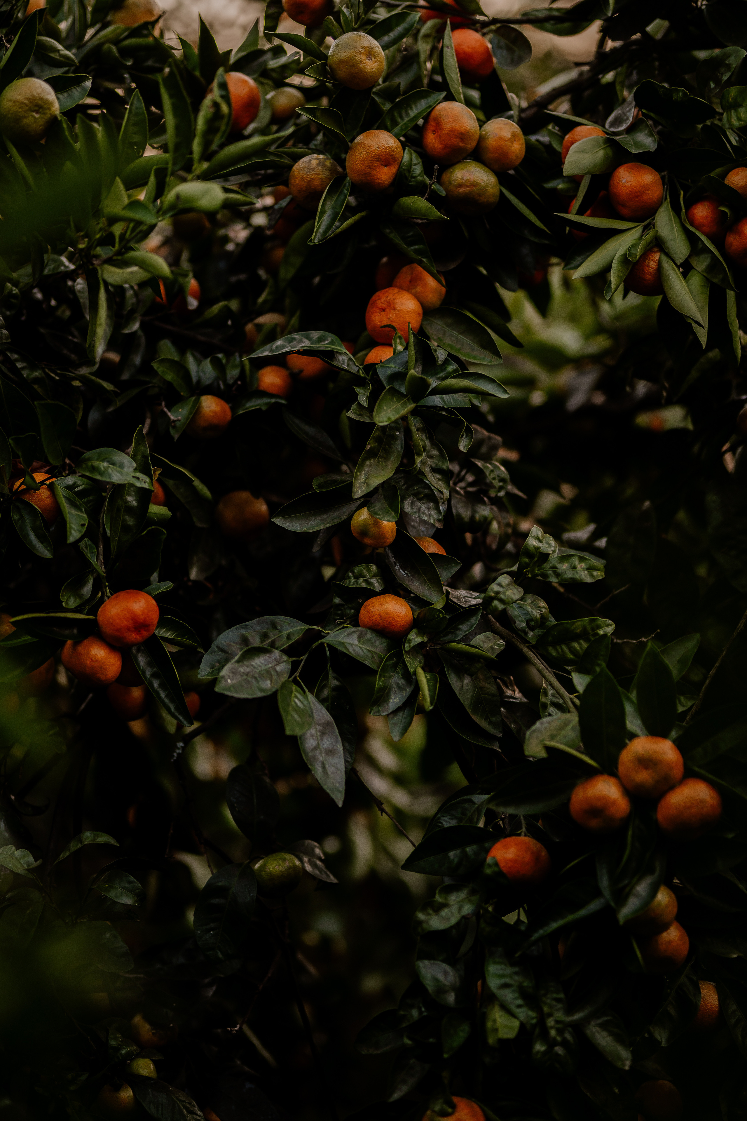 Алла и Миша. Абхазия. Искренний фотограф