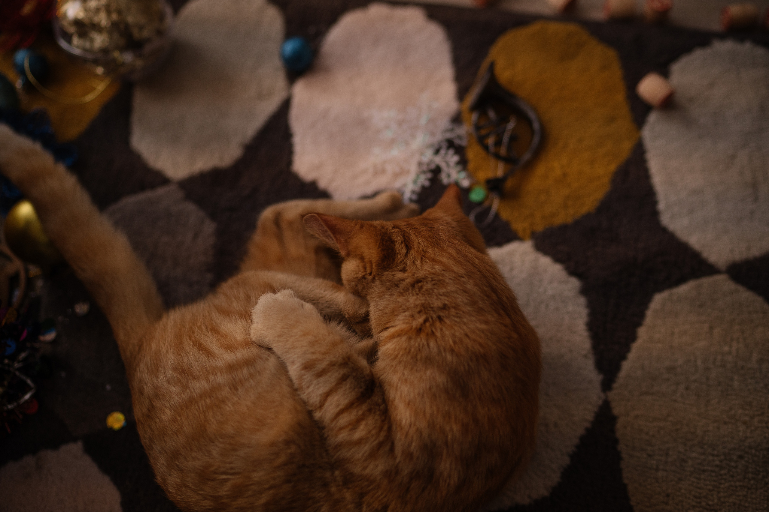 Таня, Вика и Алиса и кот Марс. Искренний фотограф