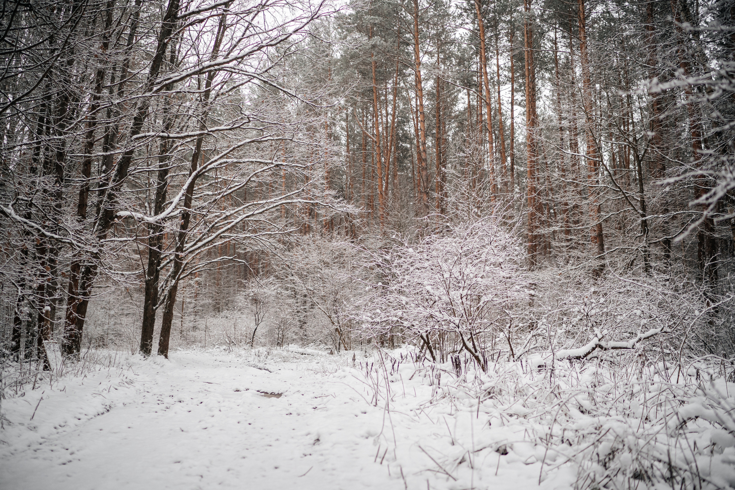 Семейные.Утренние.Лесные кадры. Искренний фотограф