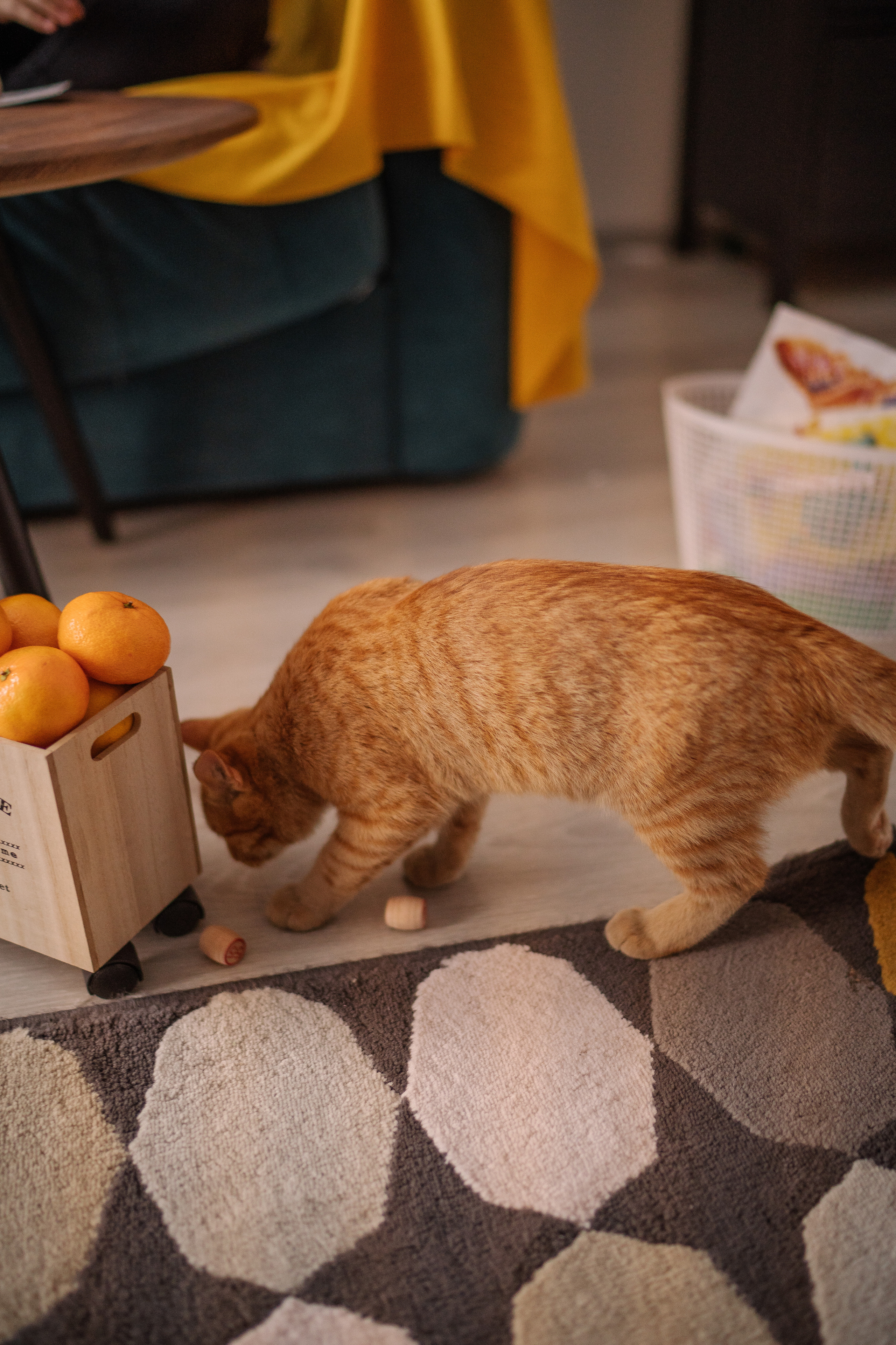 Таня, Вика и Алиса и кот Марс. Искренний фотограф