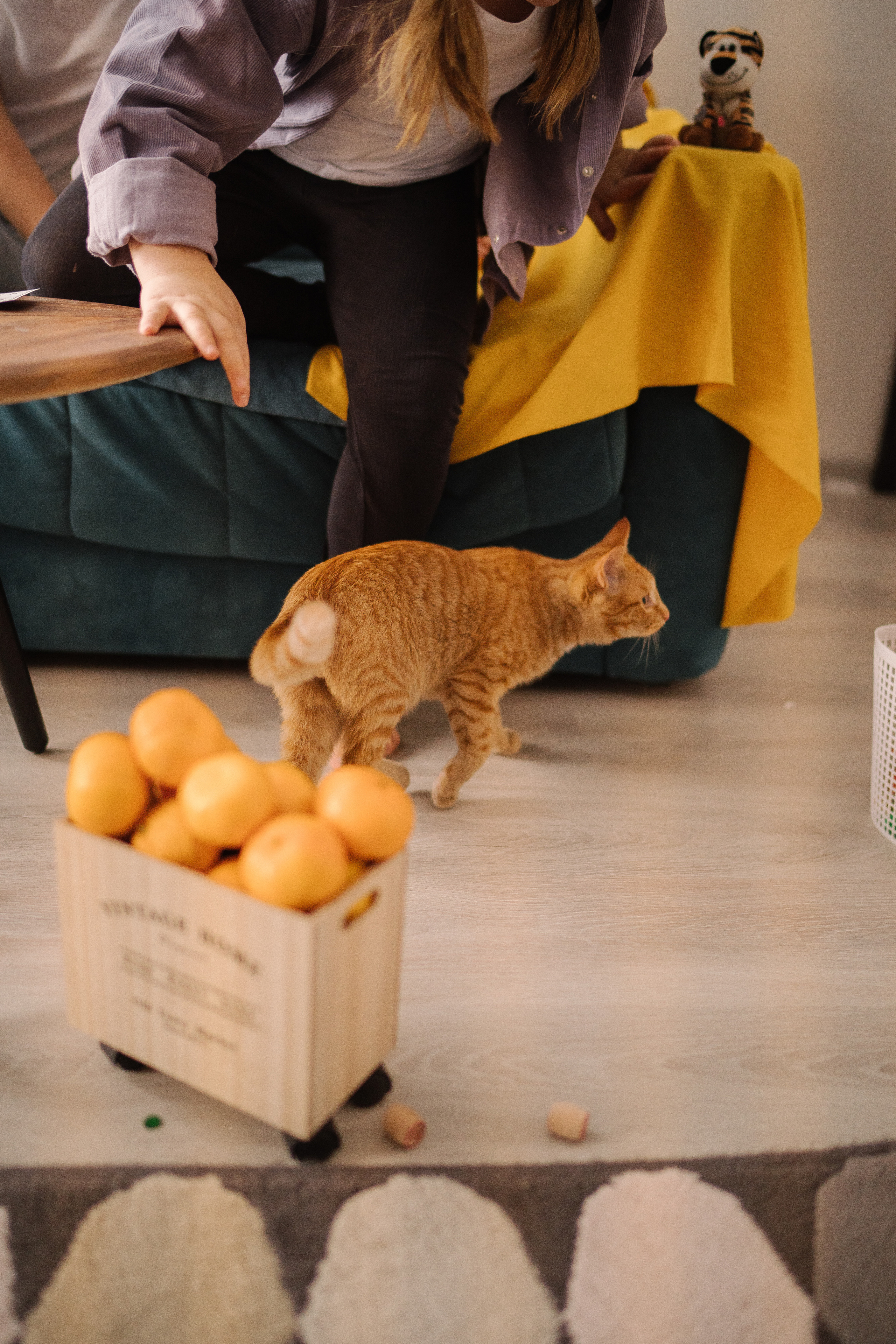 Таня, Вика и Алиса и кот Марс. Искренний фотограф