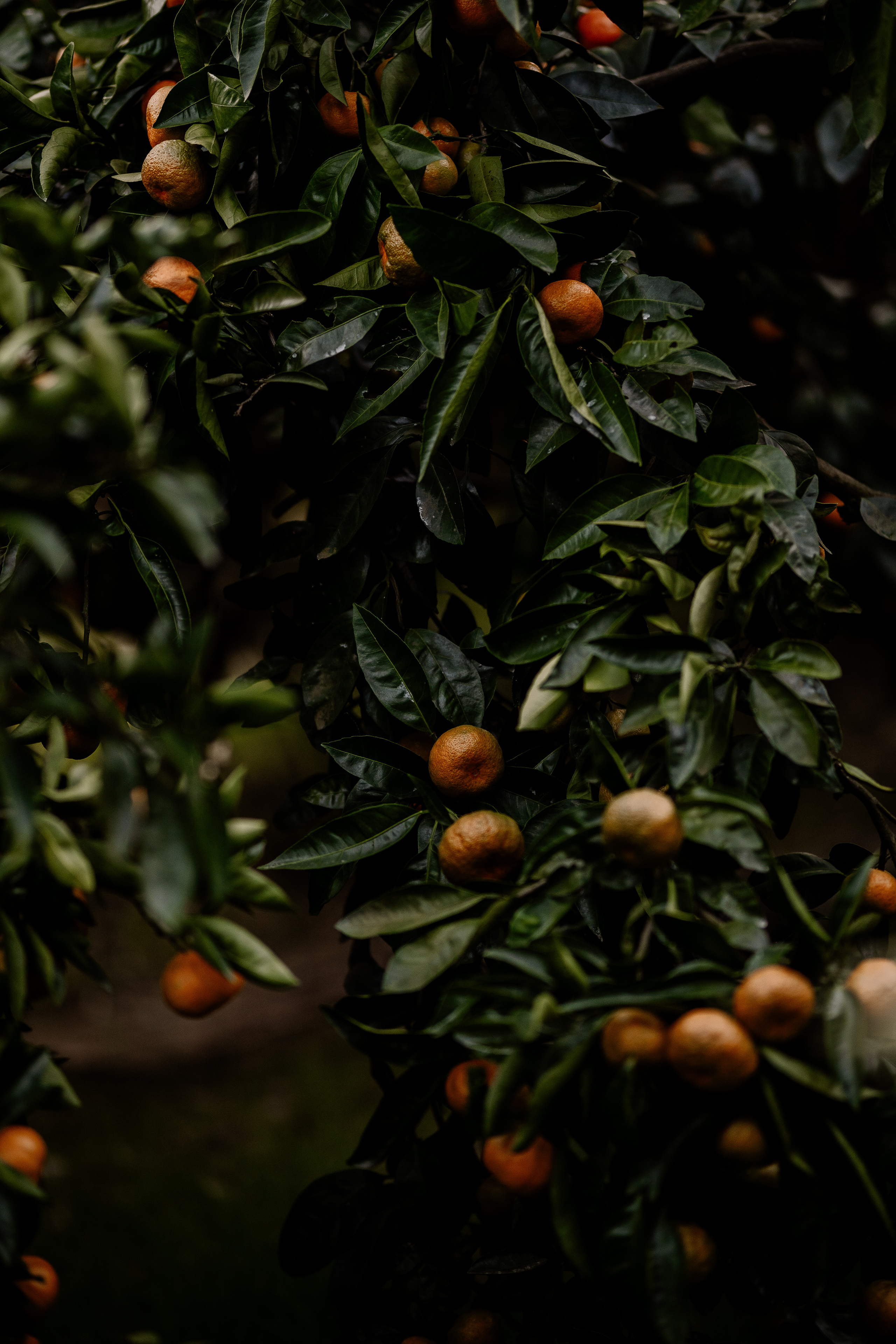 В мандариновых садах Абхазии. Искренний фотограф