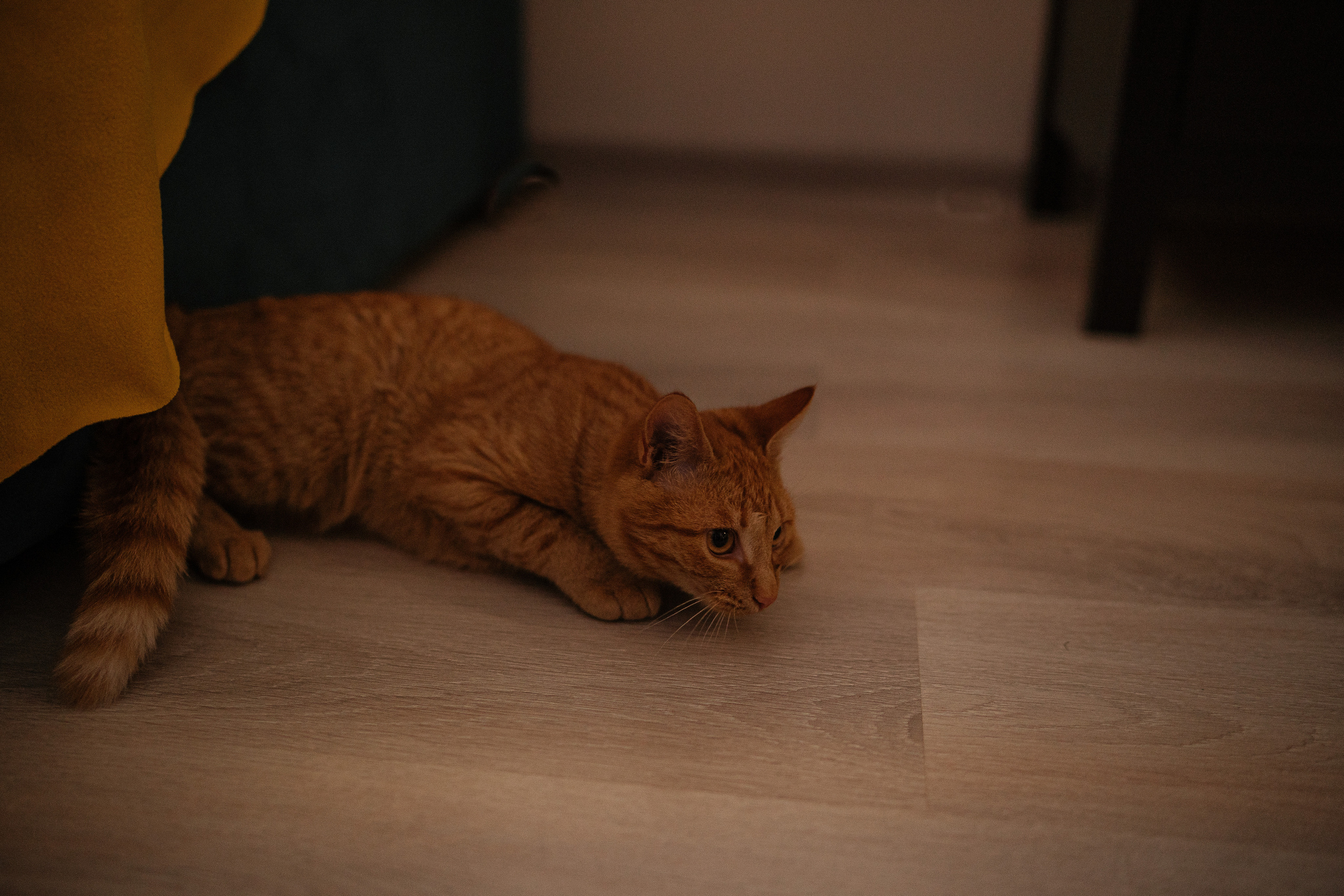 Домашняя новогодняя история. Искренний фотограф