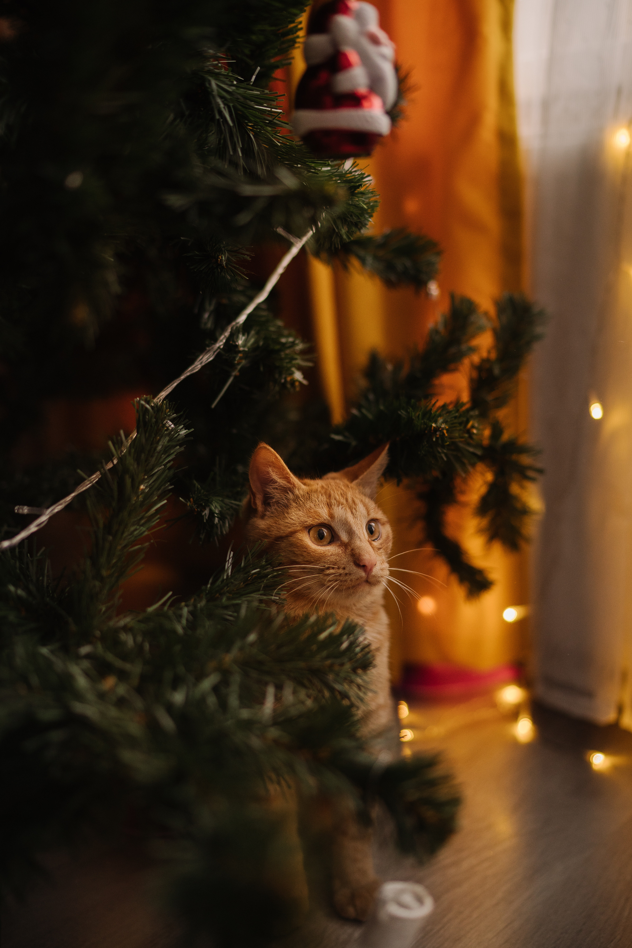 Семейная фотоистория Тани, Вики&Алисы. Искренний фотограф