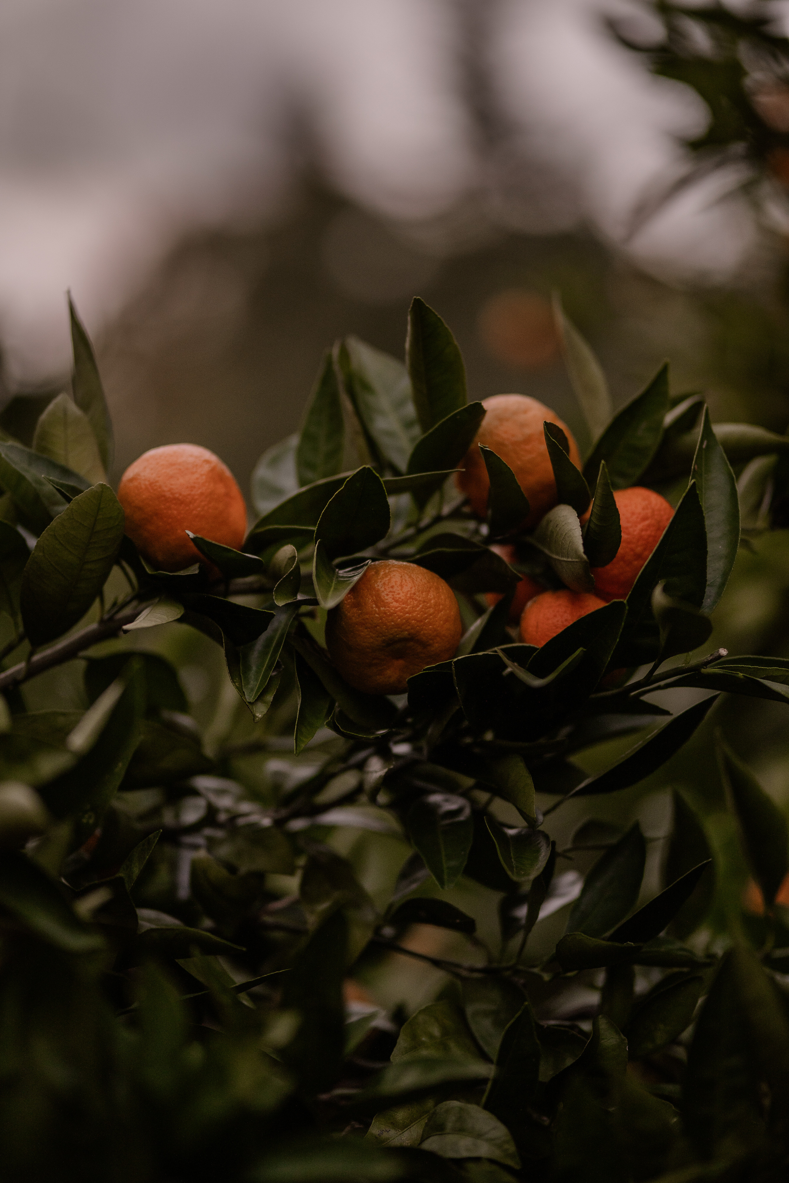 В мандариновых садах Абхазии. Искренний фотограф