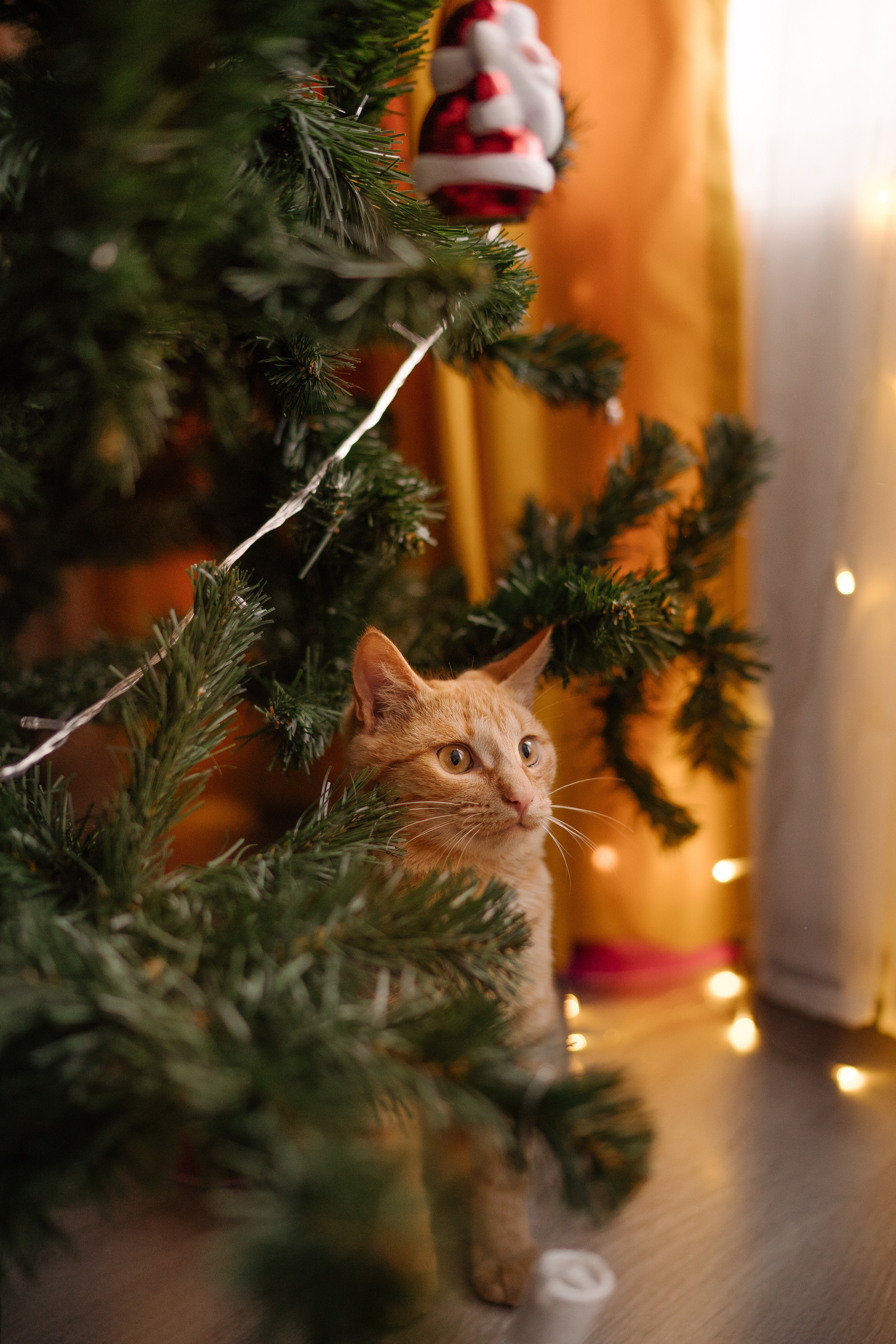 Домашняя новогодняя история. Искренний фотограф