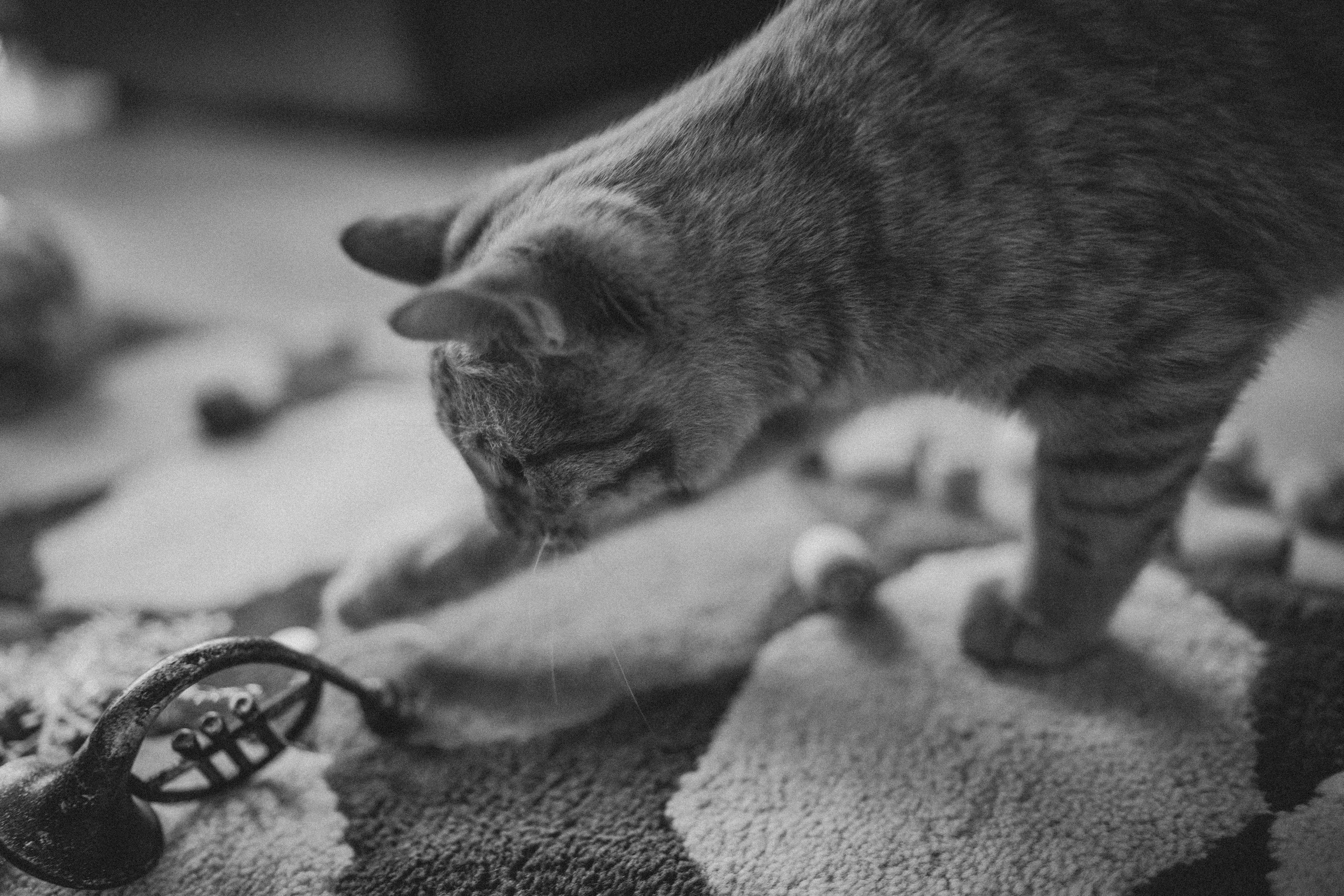 Таня, Вика и Алиса и кот Марс. Искренний фотограф