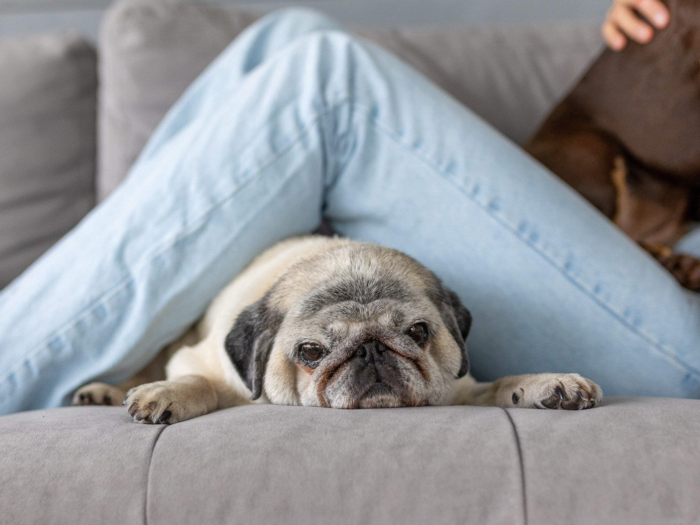 Семейный завтрак. Фотограф-анималист в Москве Кириллова Татьяна