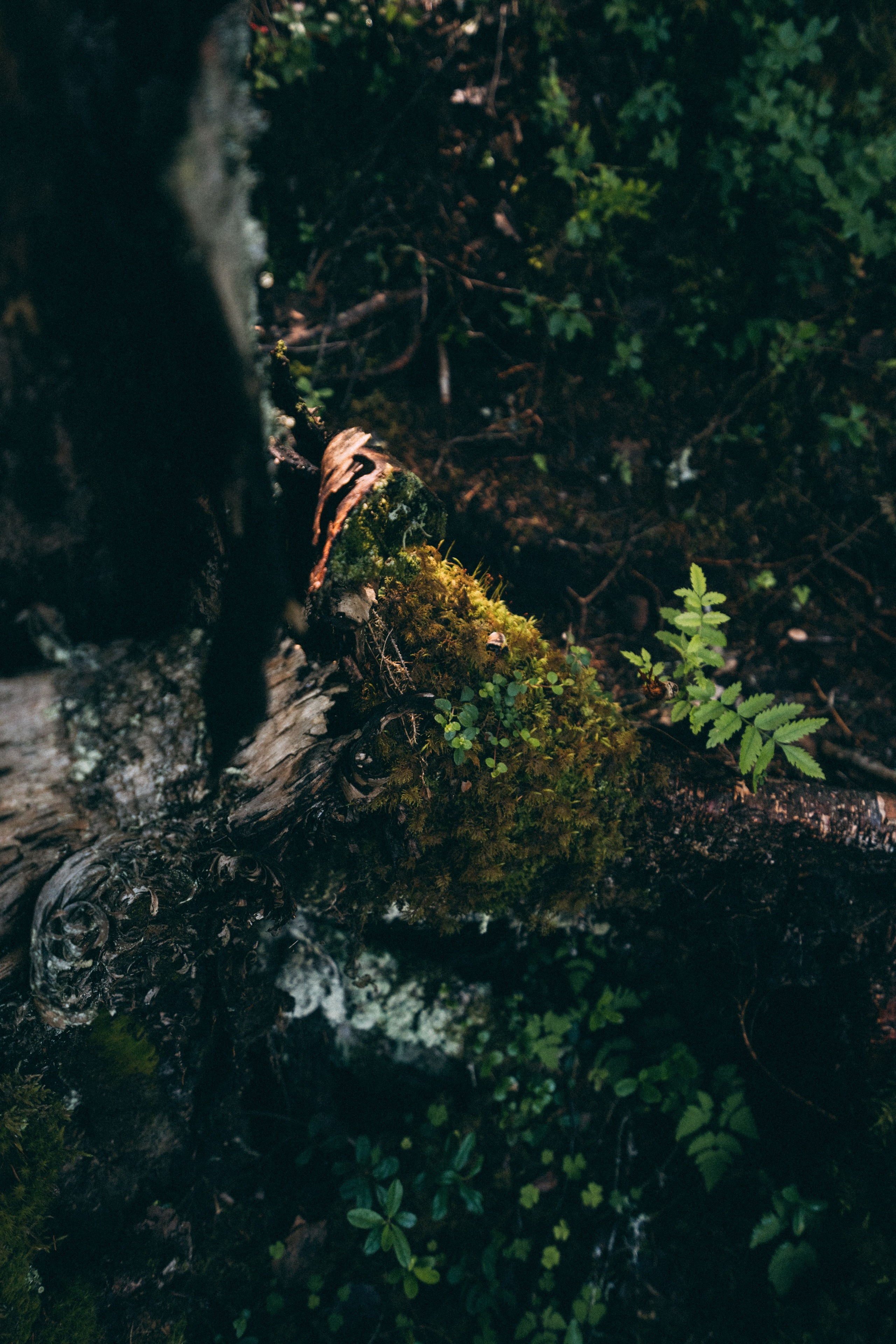 Рускеала. Фотограф Алиса Аспер