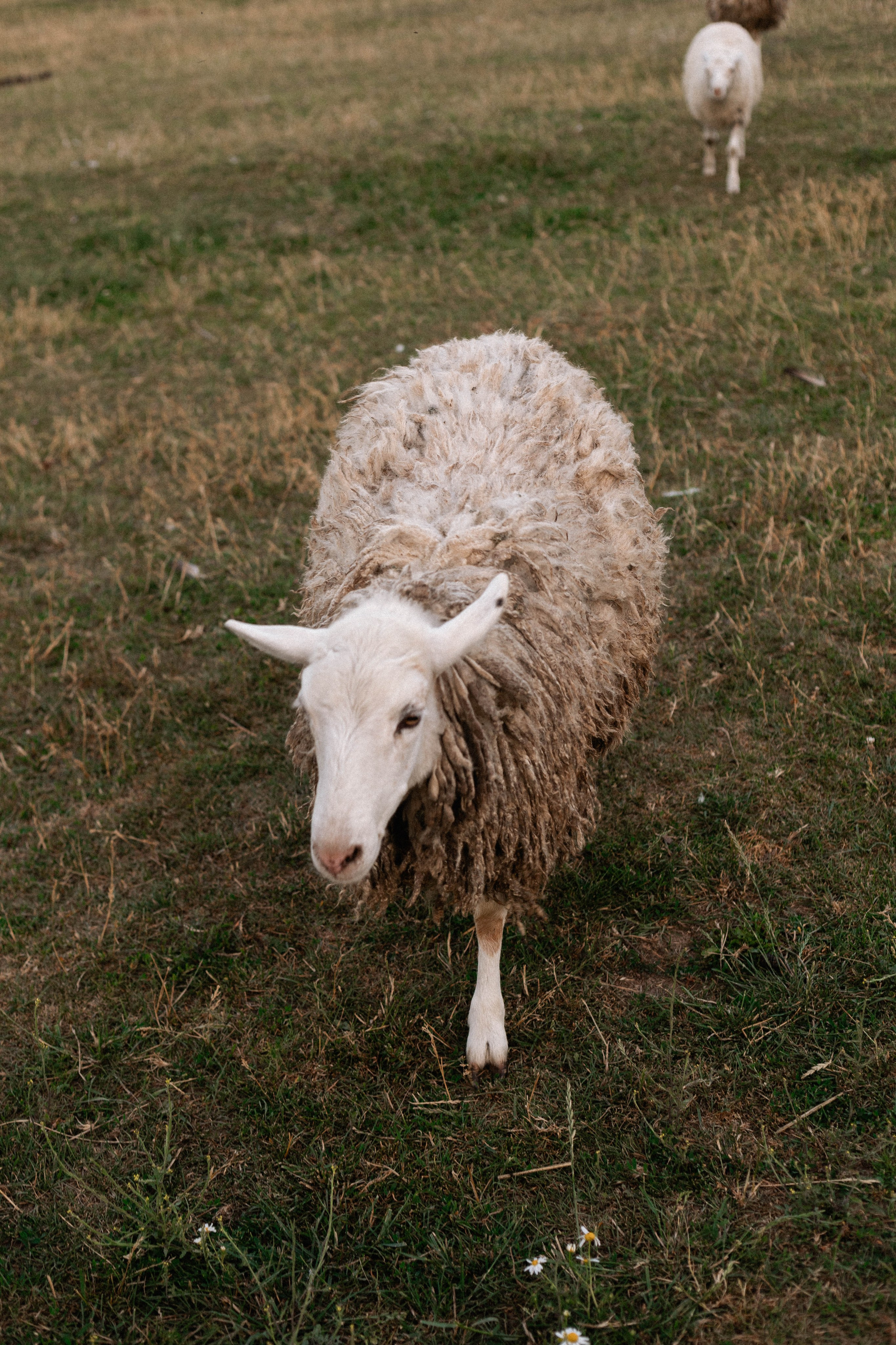 Годик Нине. Свадебный и портретный фотограф Соломко Диана
