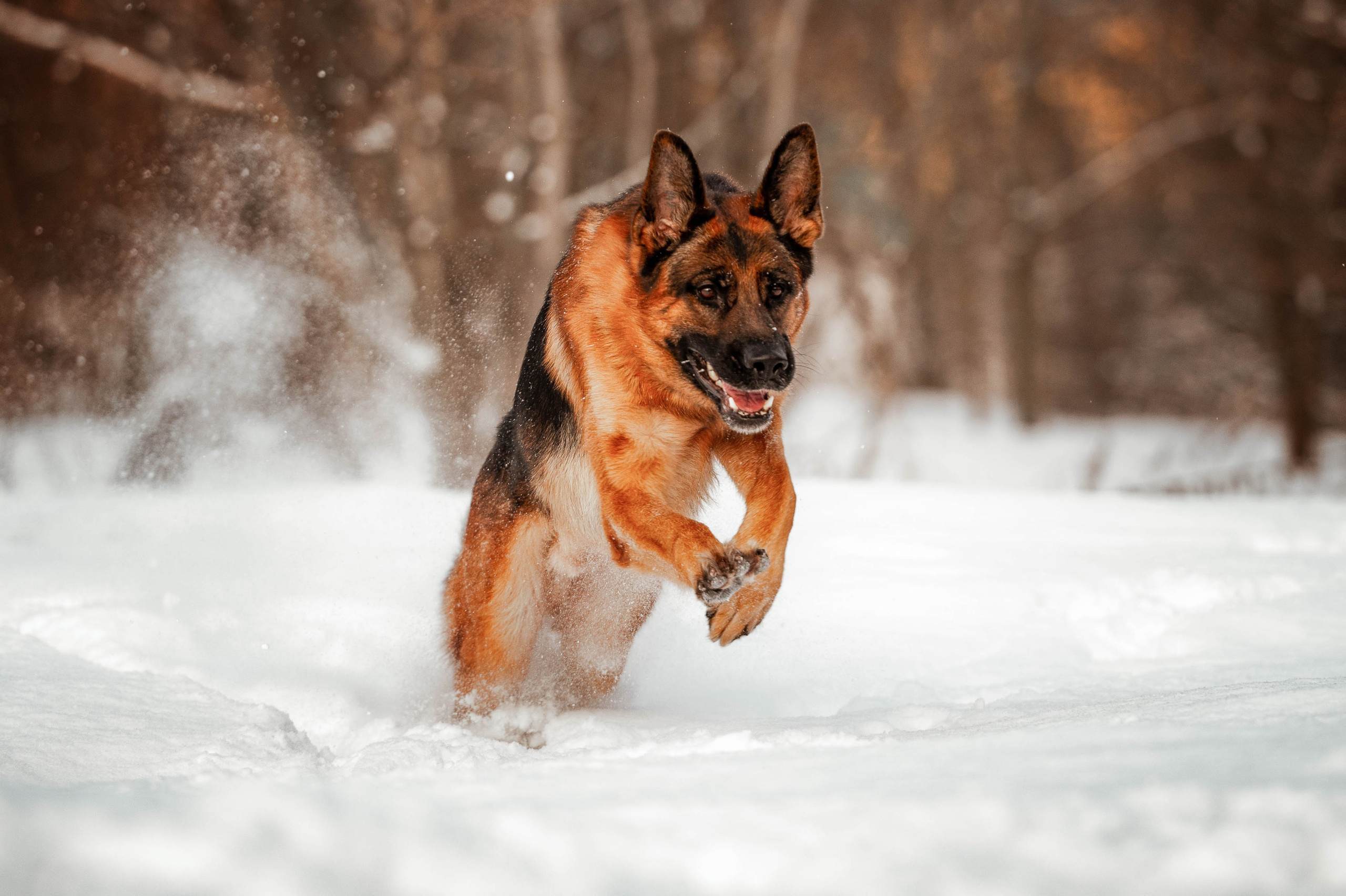 Вольт. Фотограф-анималист