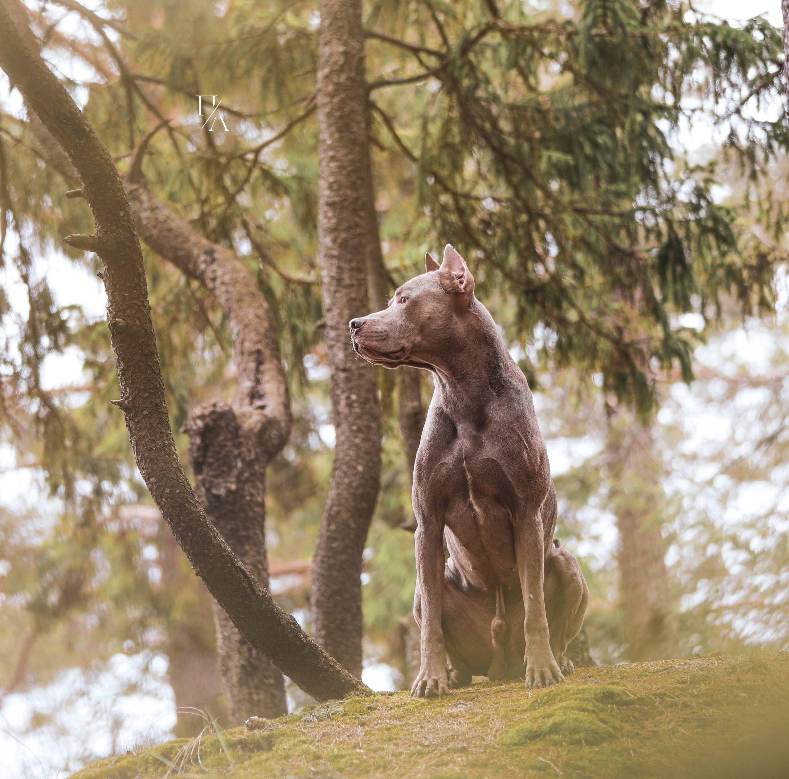 Фотограф-анималист Павлова Любовь