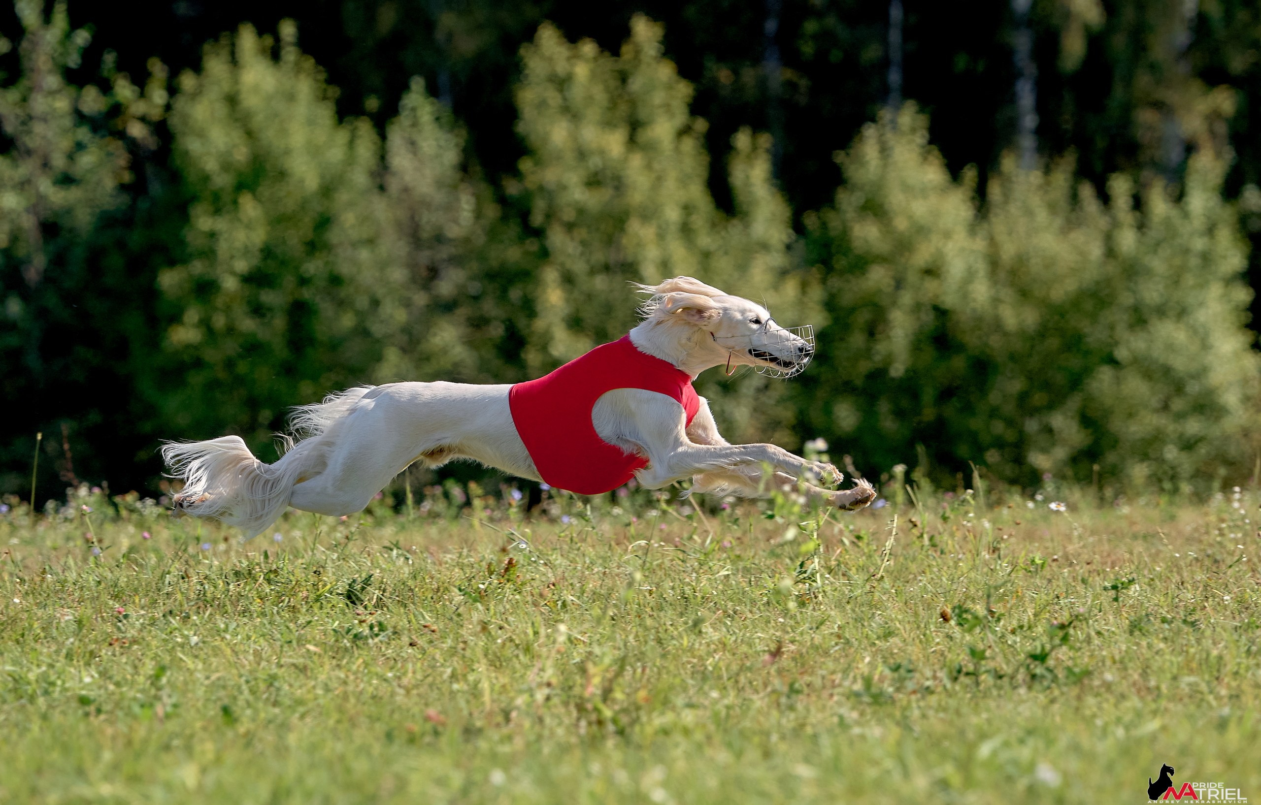 Съемка курсинг — галерея NATRIEL