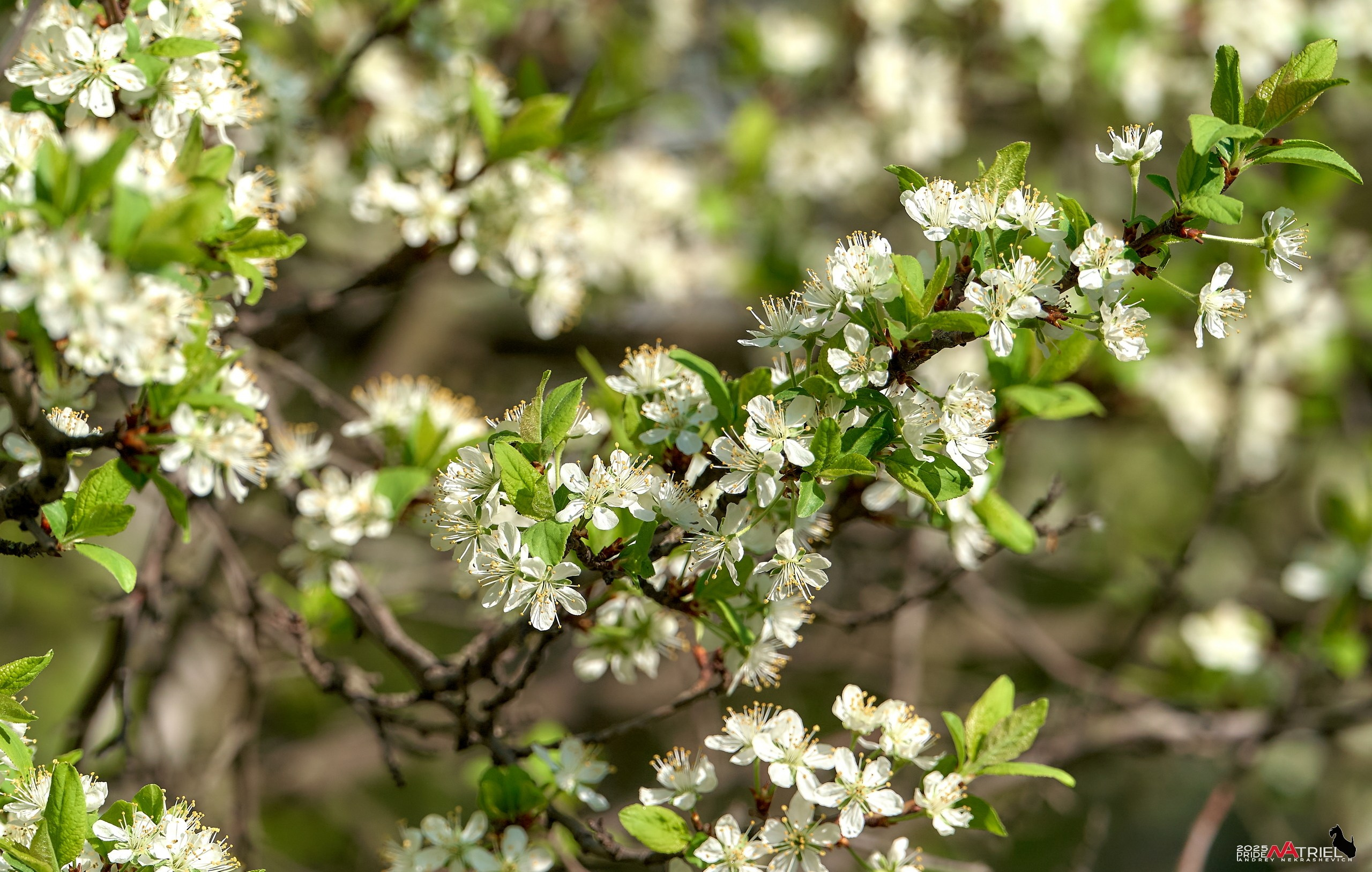 Природа в апреле. Всё в цветении!