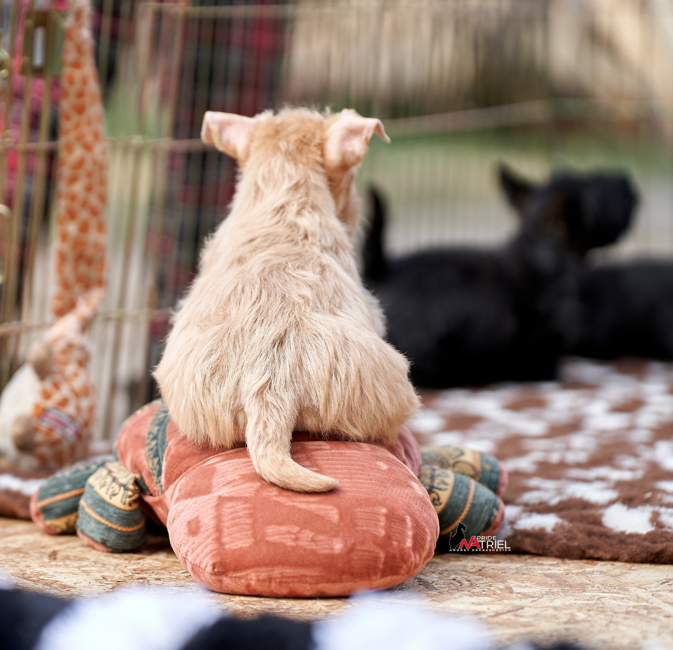 Щенки на прогулке — галерея NATRIEL