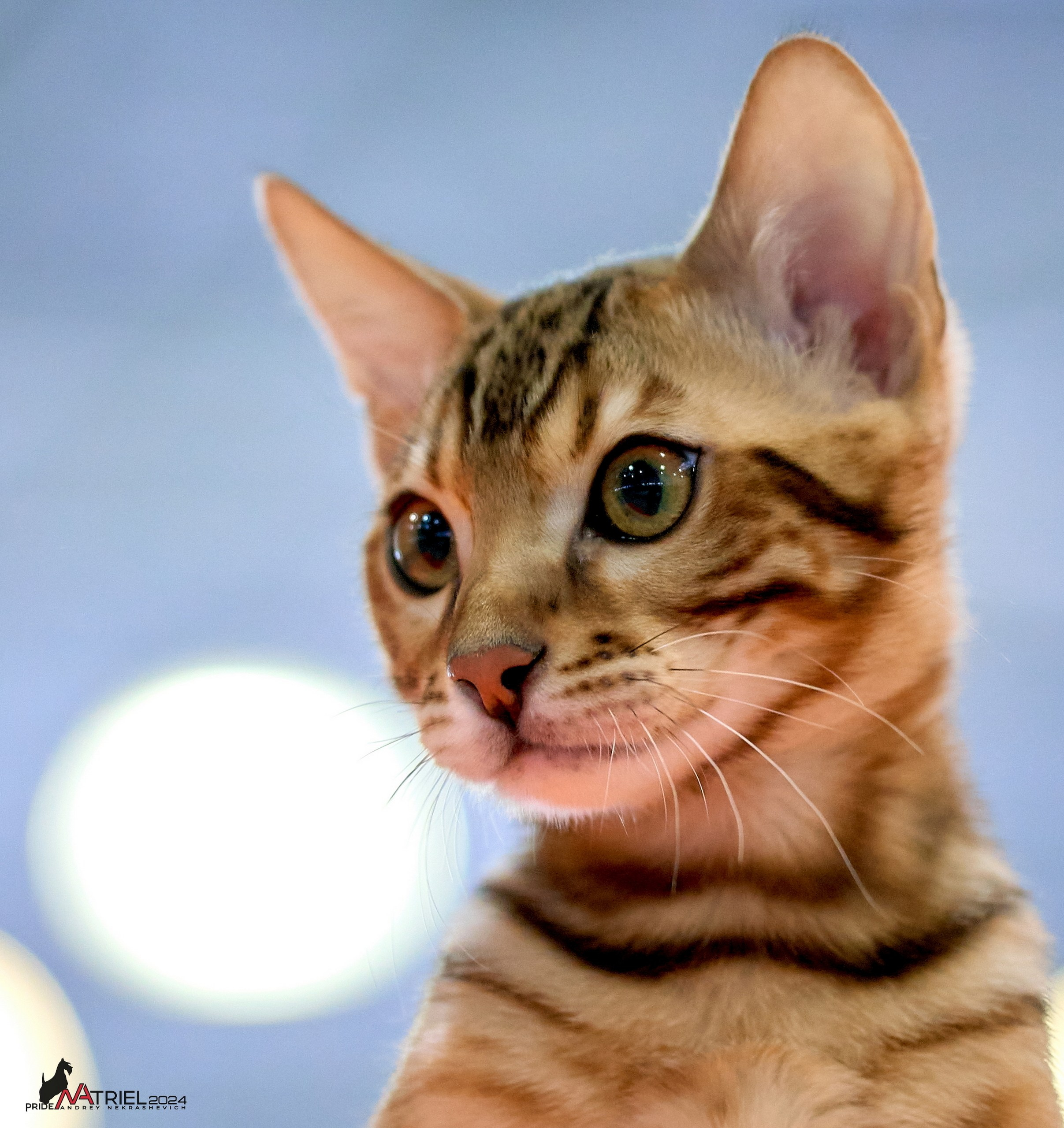 Кошки на выставках — галерея NATRIEL