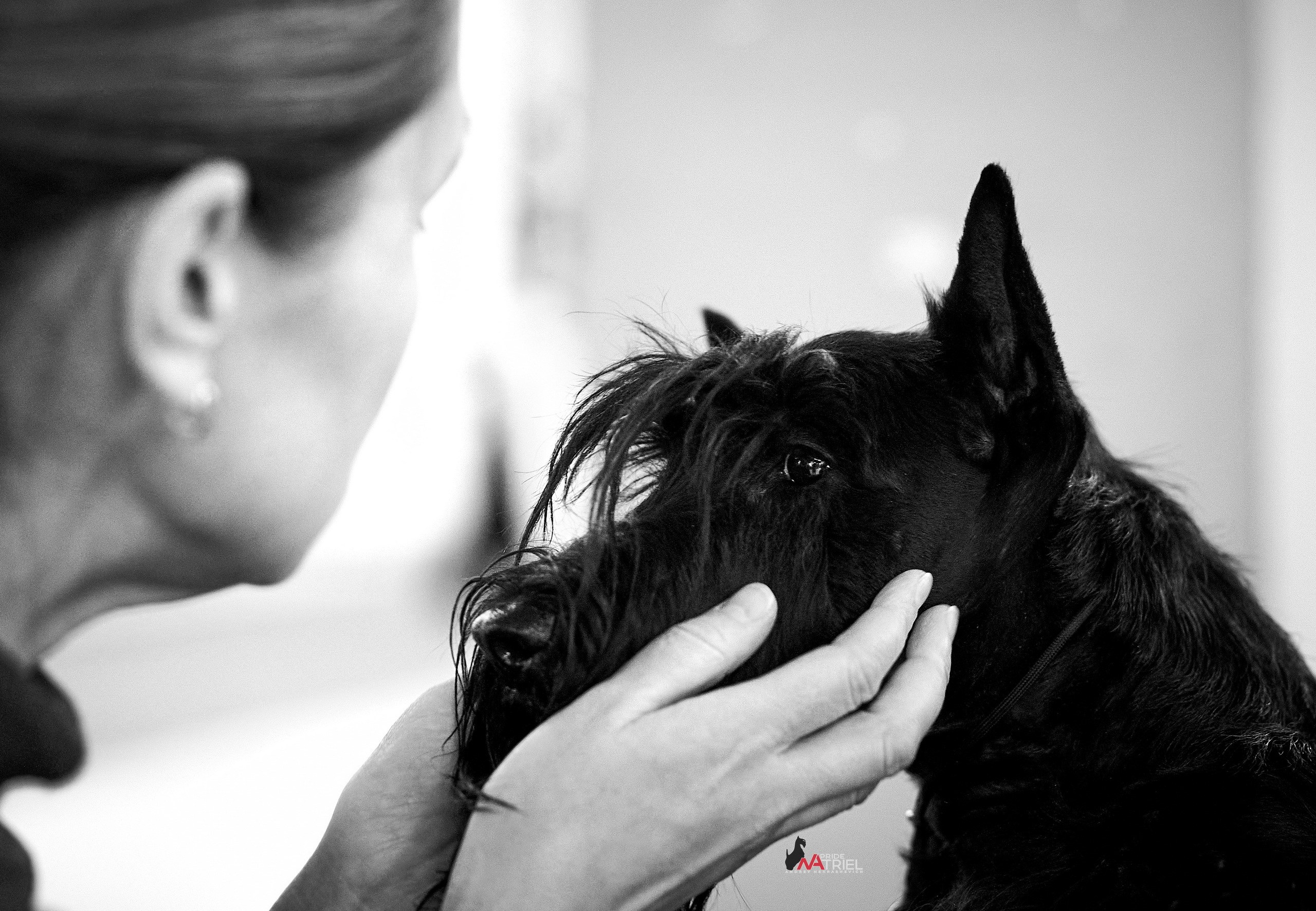 Собаки и Люди — галерея NATRIEL