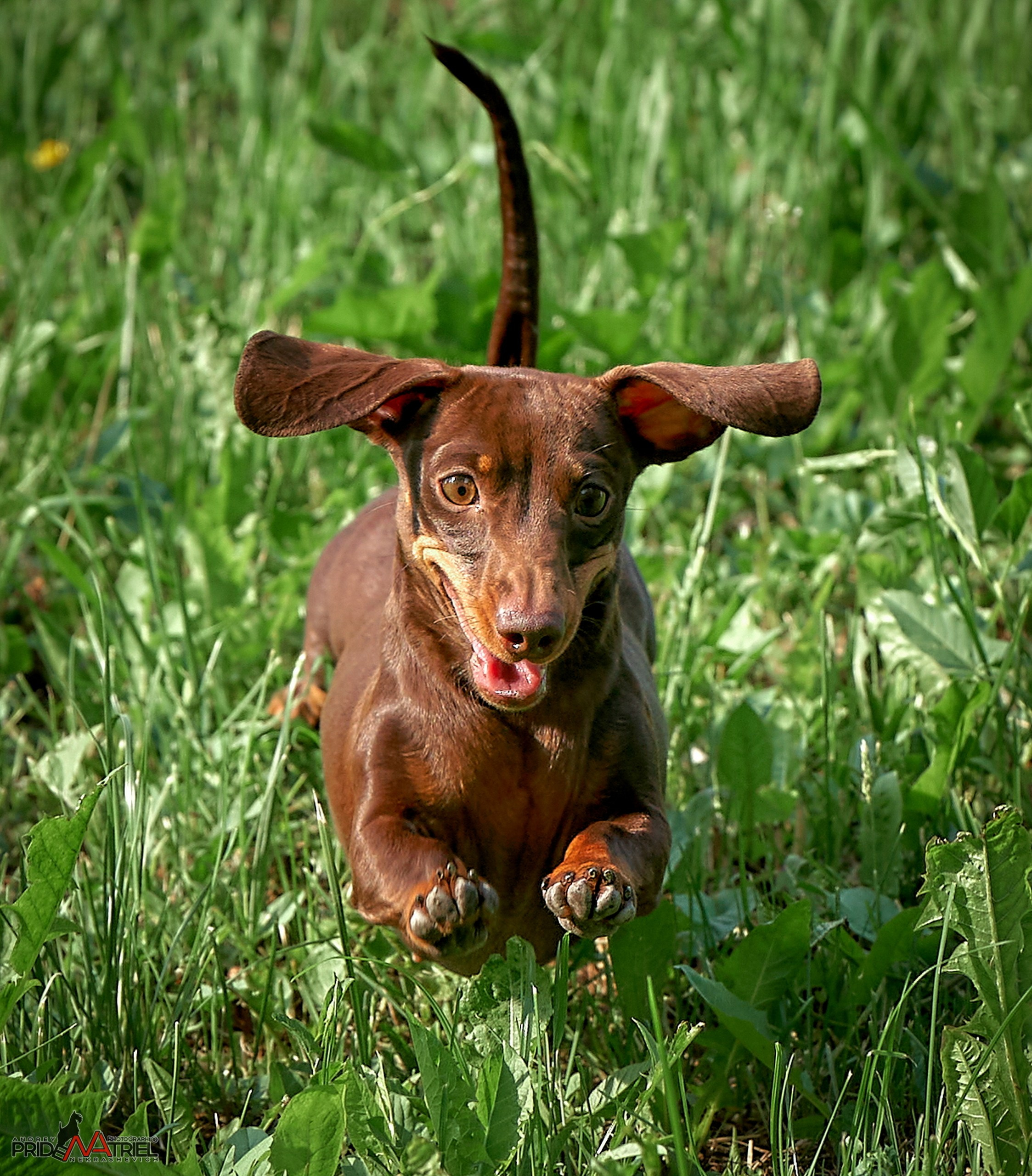 Прогулка в движении — галерея NATRIEL