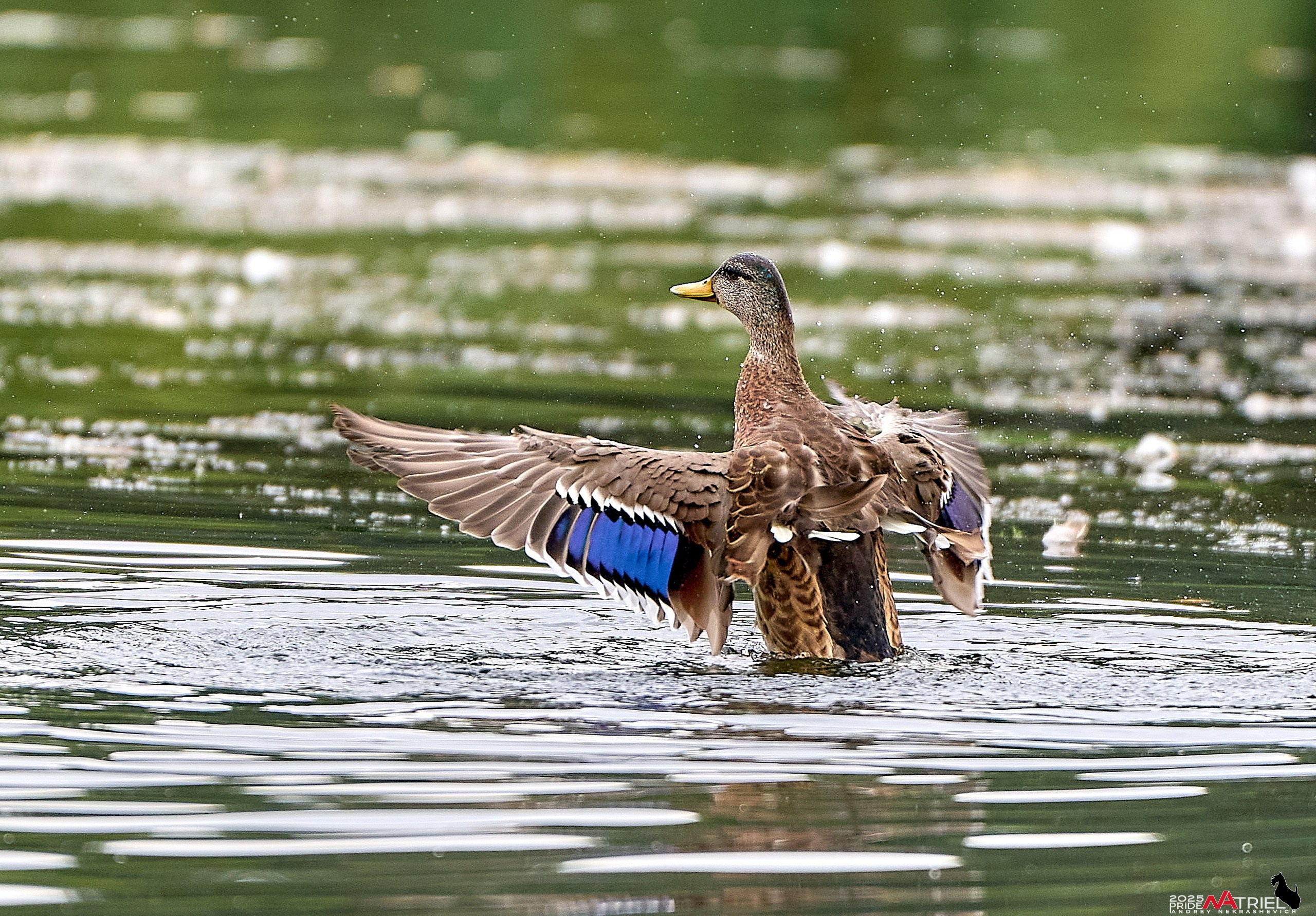Утки на пруду