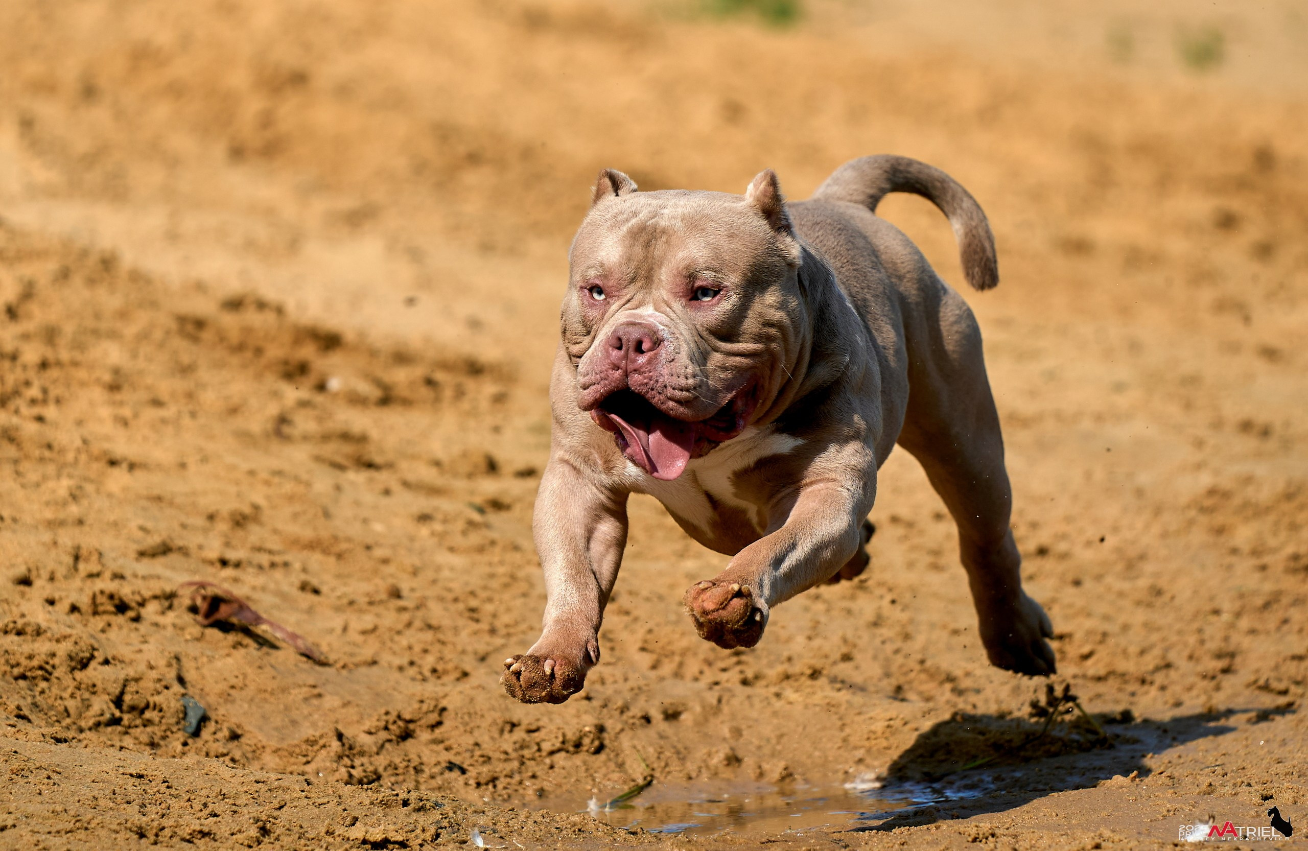 Съемка собак породы булли на природе