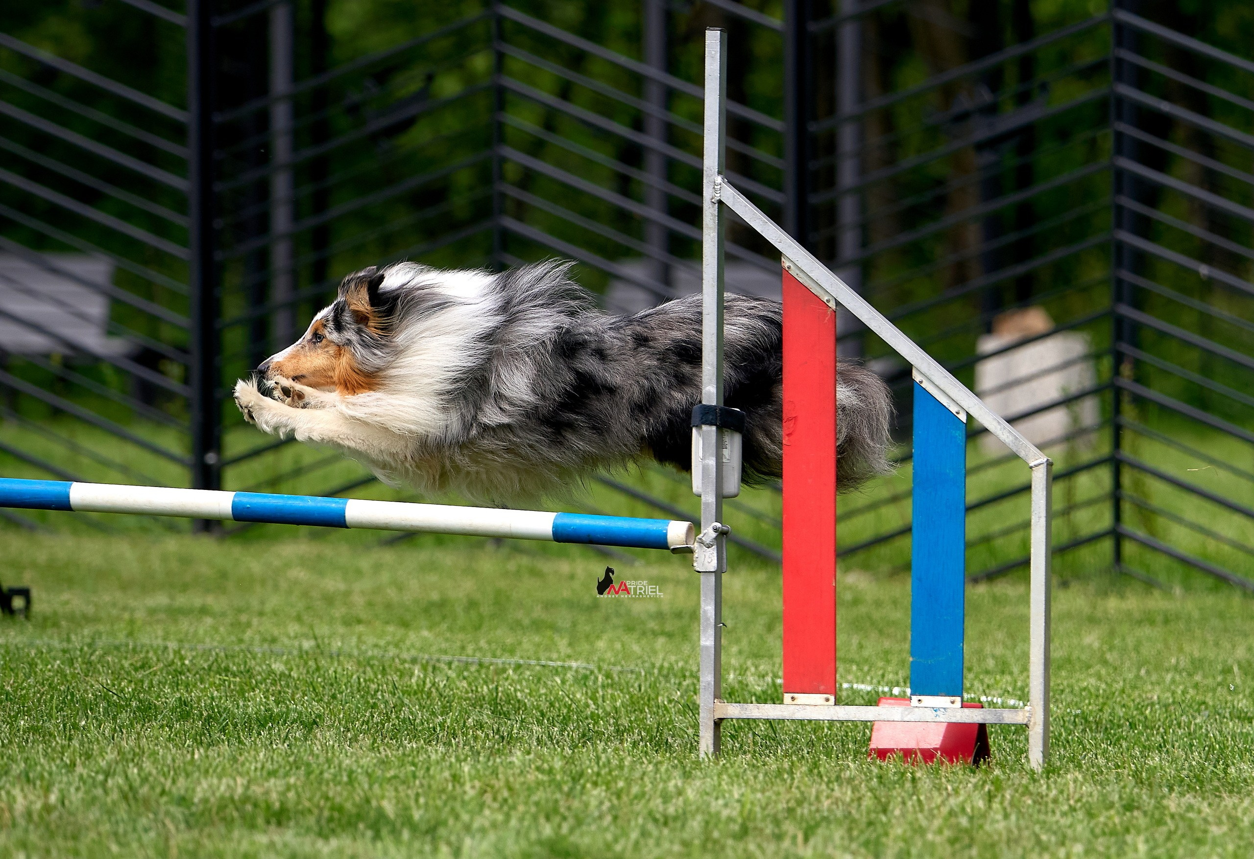 Аджилити — галерея NATRIEL