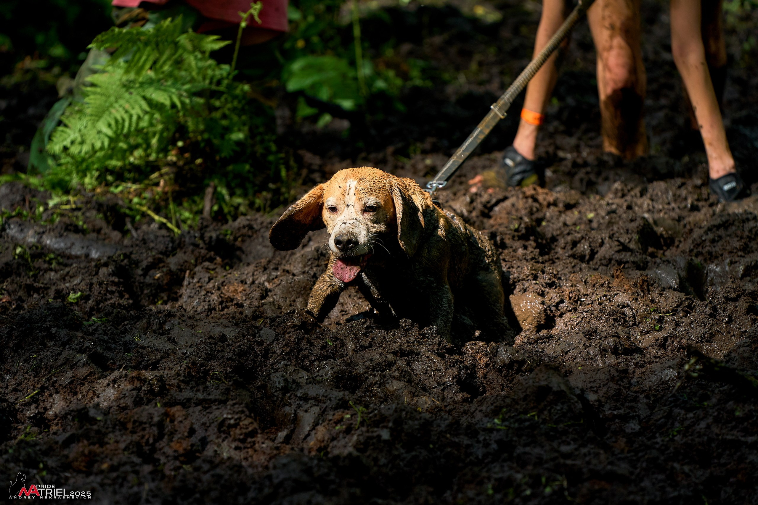 Russian Extreme Dog Trail — 2025