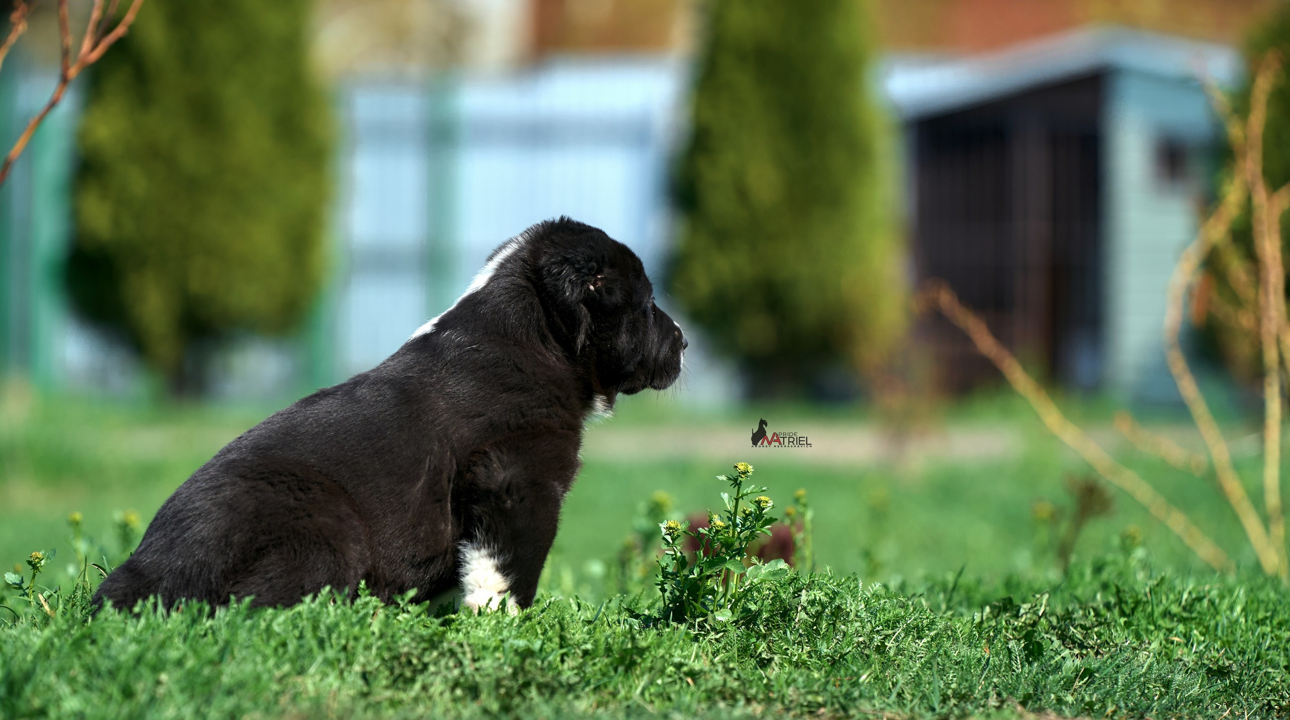 Среднеазиаты — щенки и взрослые