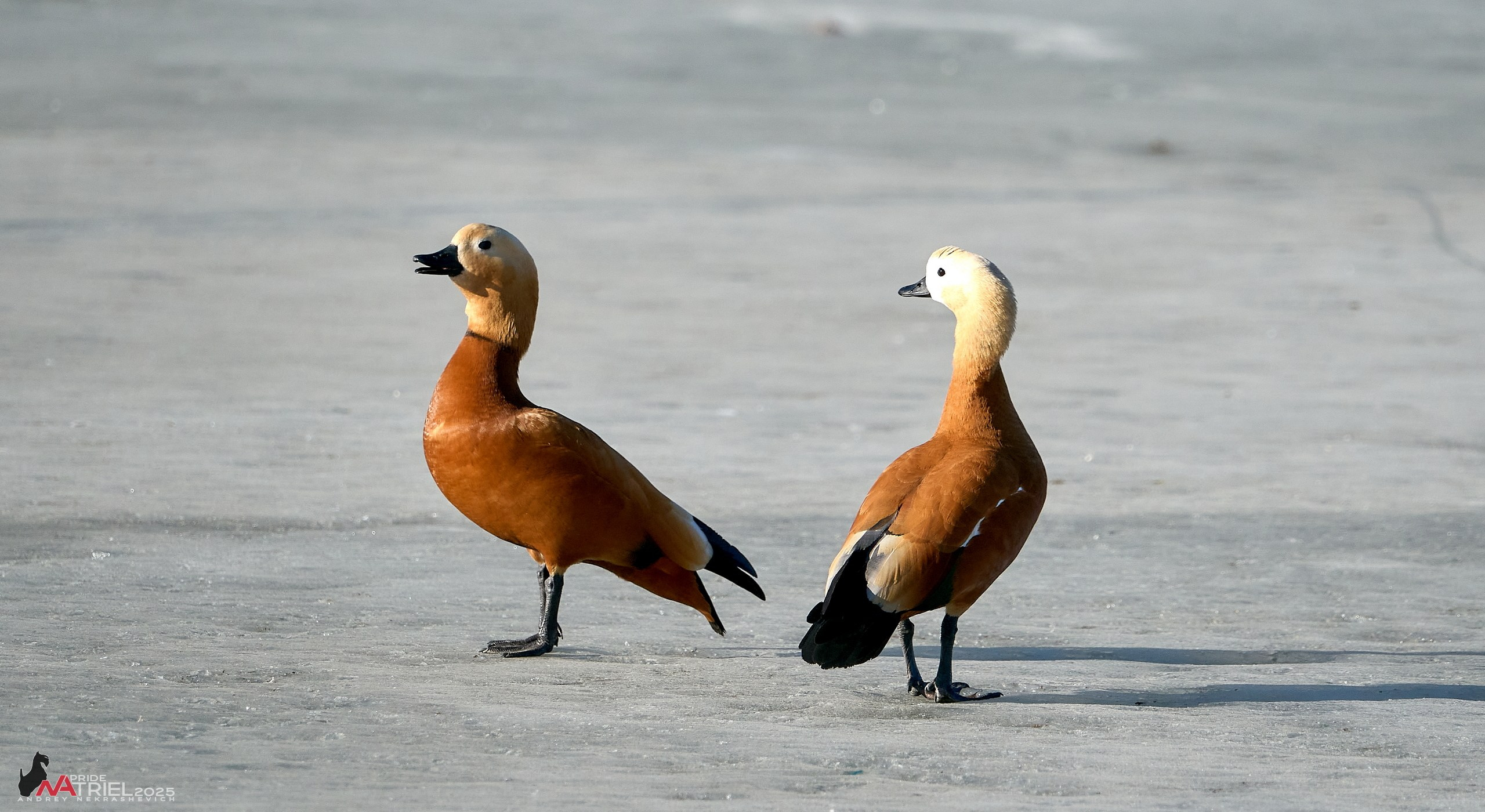 Фотопрогулка в Бутово