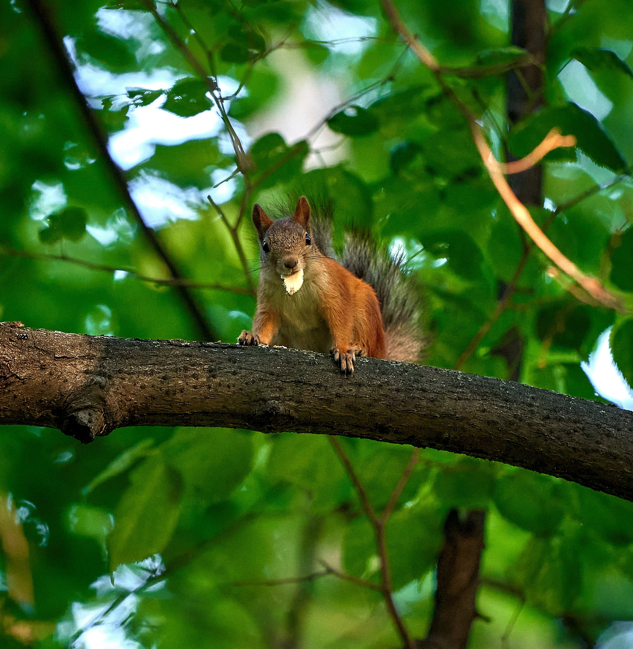 Животные — галерея NATRIEL