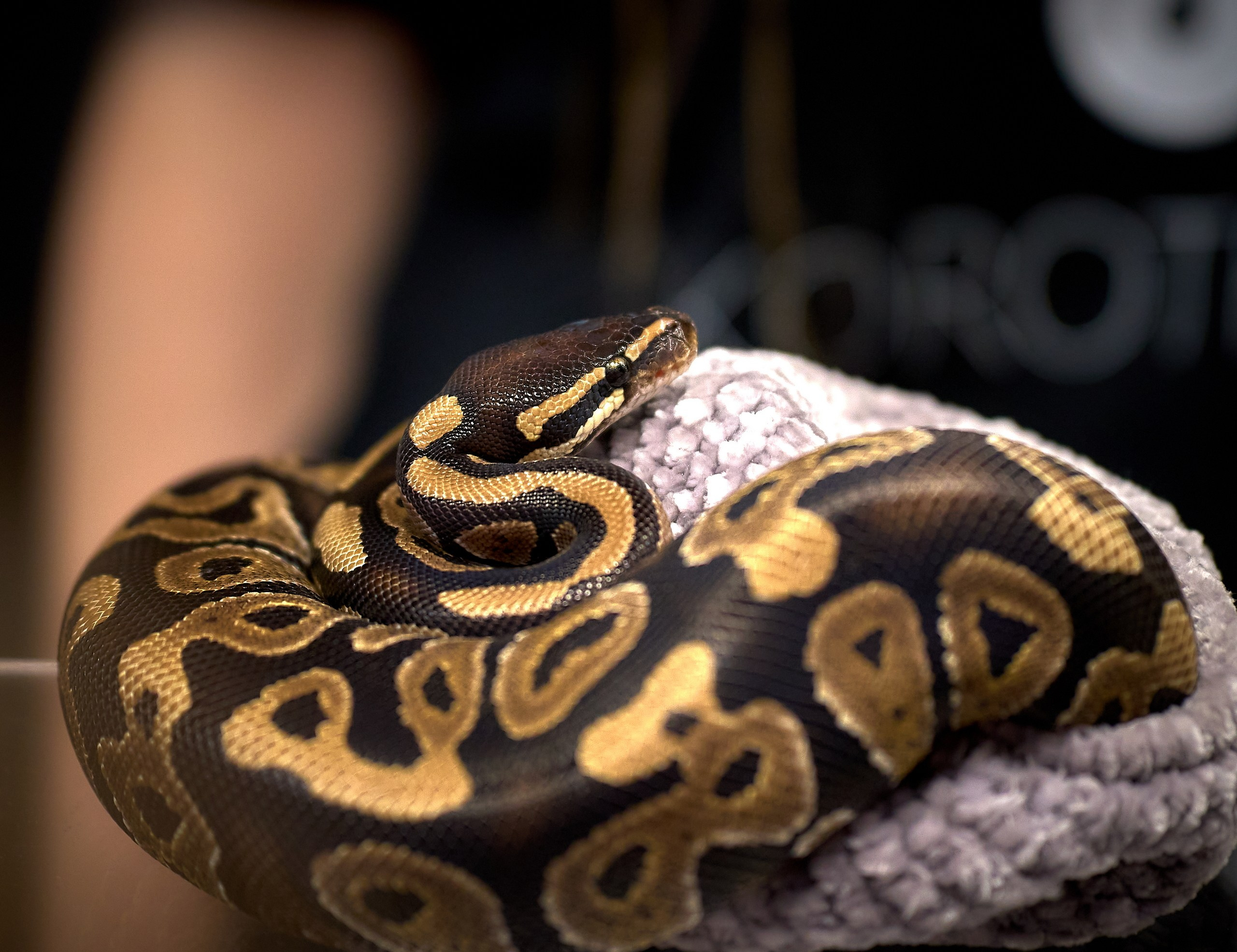 Рептилии — галерея NATRIEL