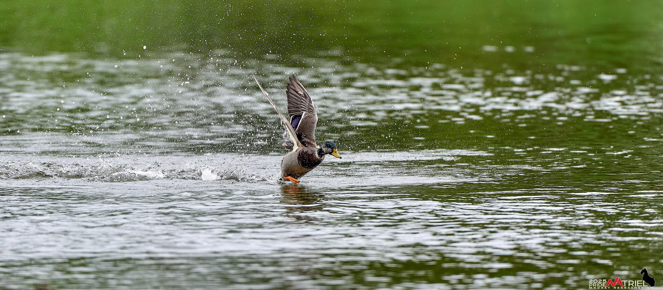 Утки на пруду