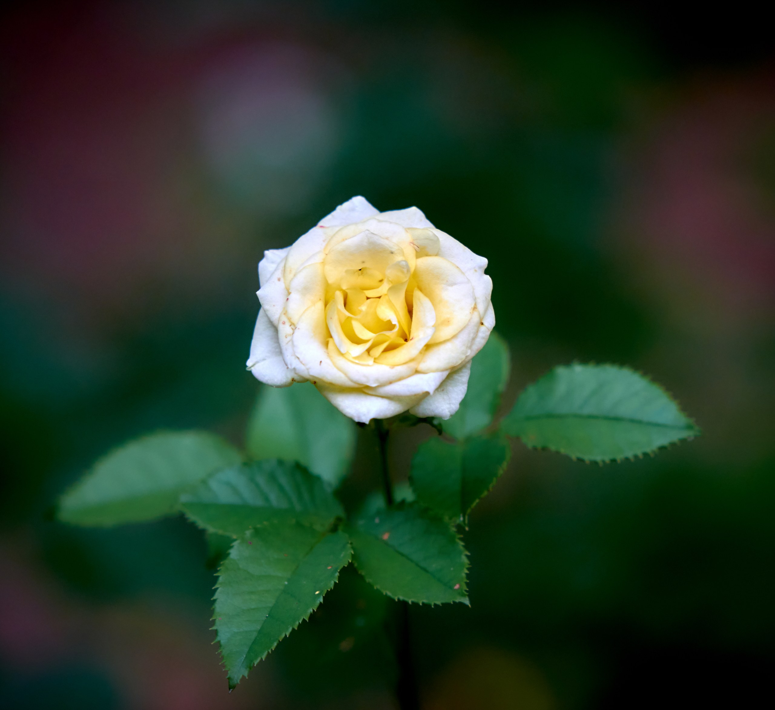 Лютики-цветочки — галерея NATRIEL