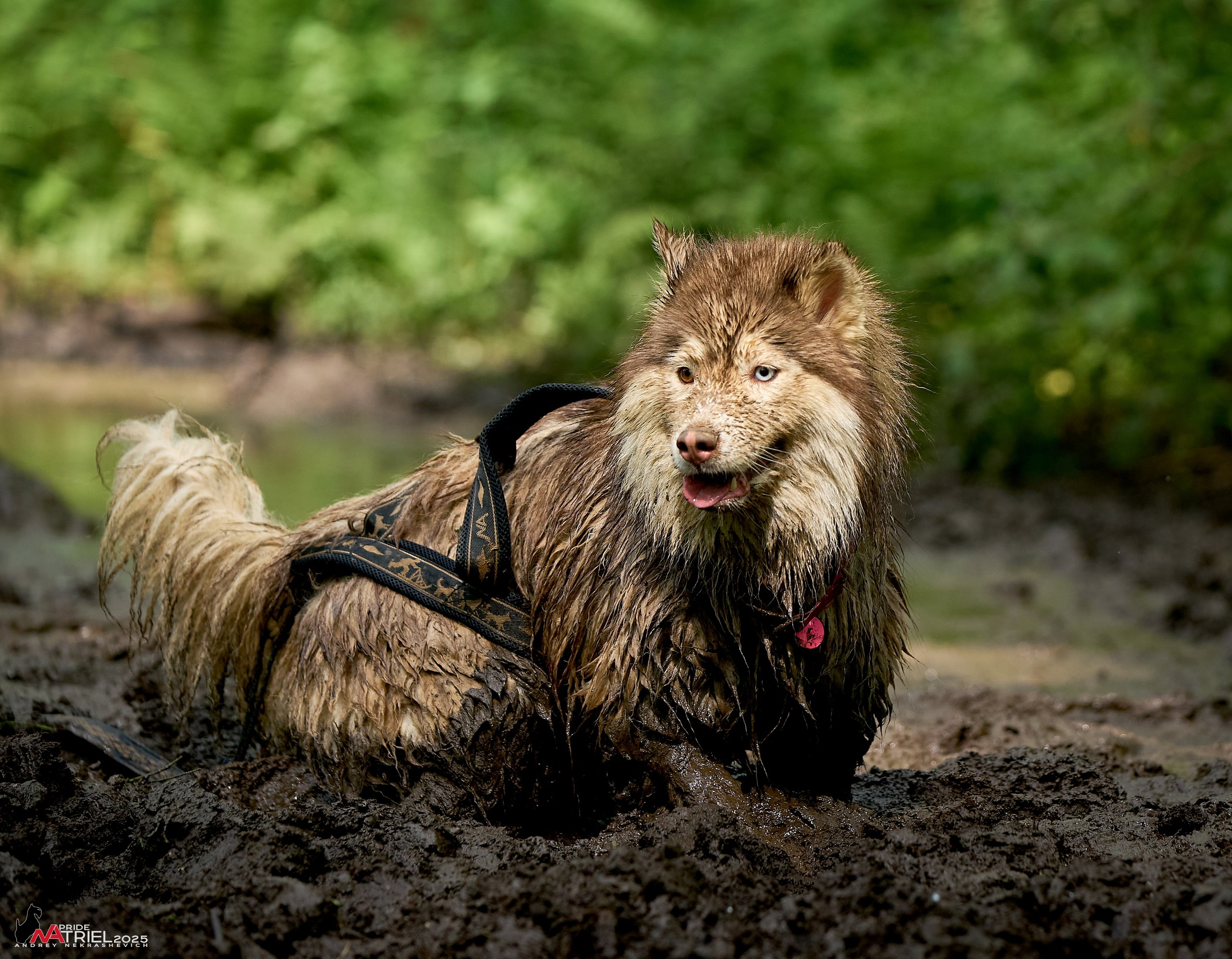 Russian Extreme Dog Trail — 2025